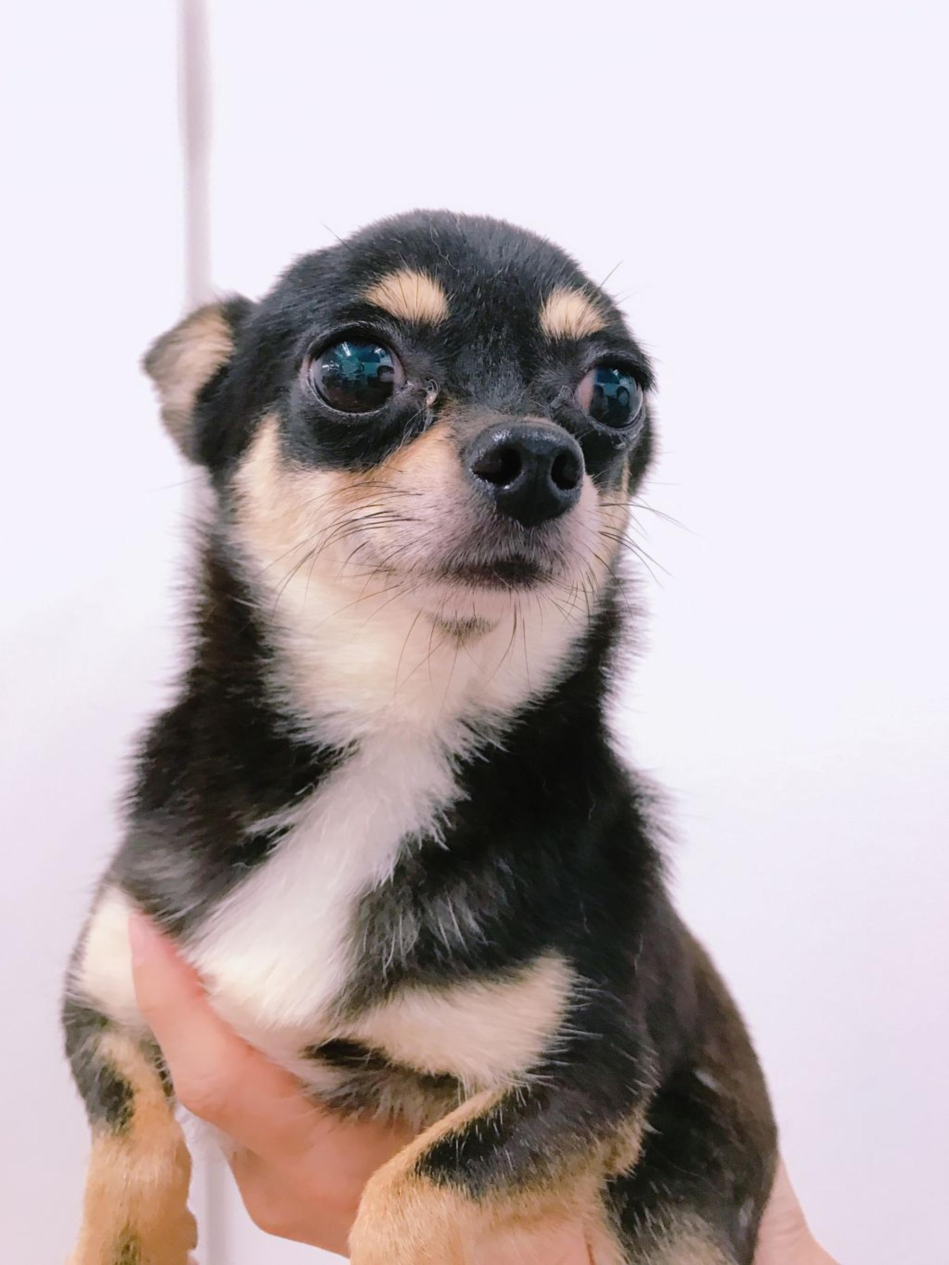 pet-image-2