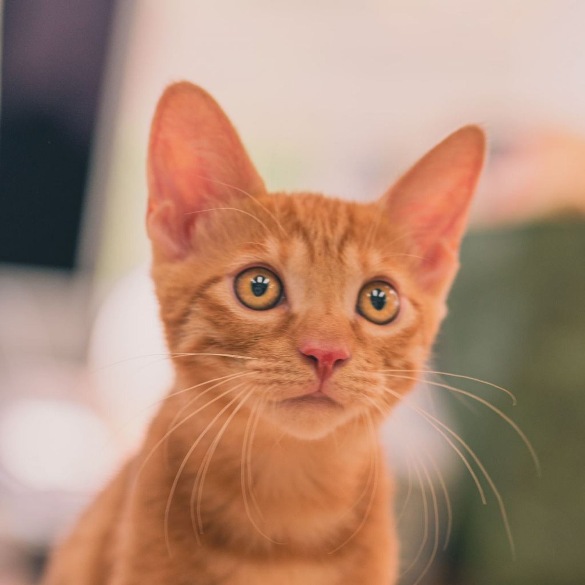 雑種（ミックス猫）・オスの里親募集の写真