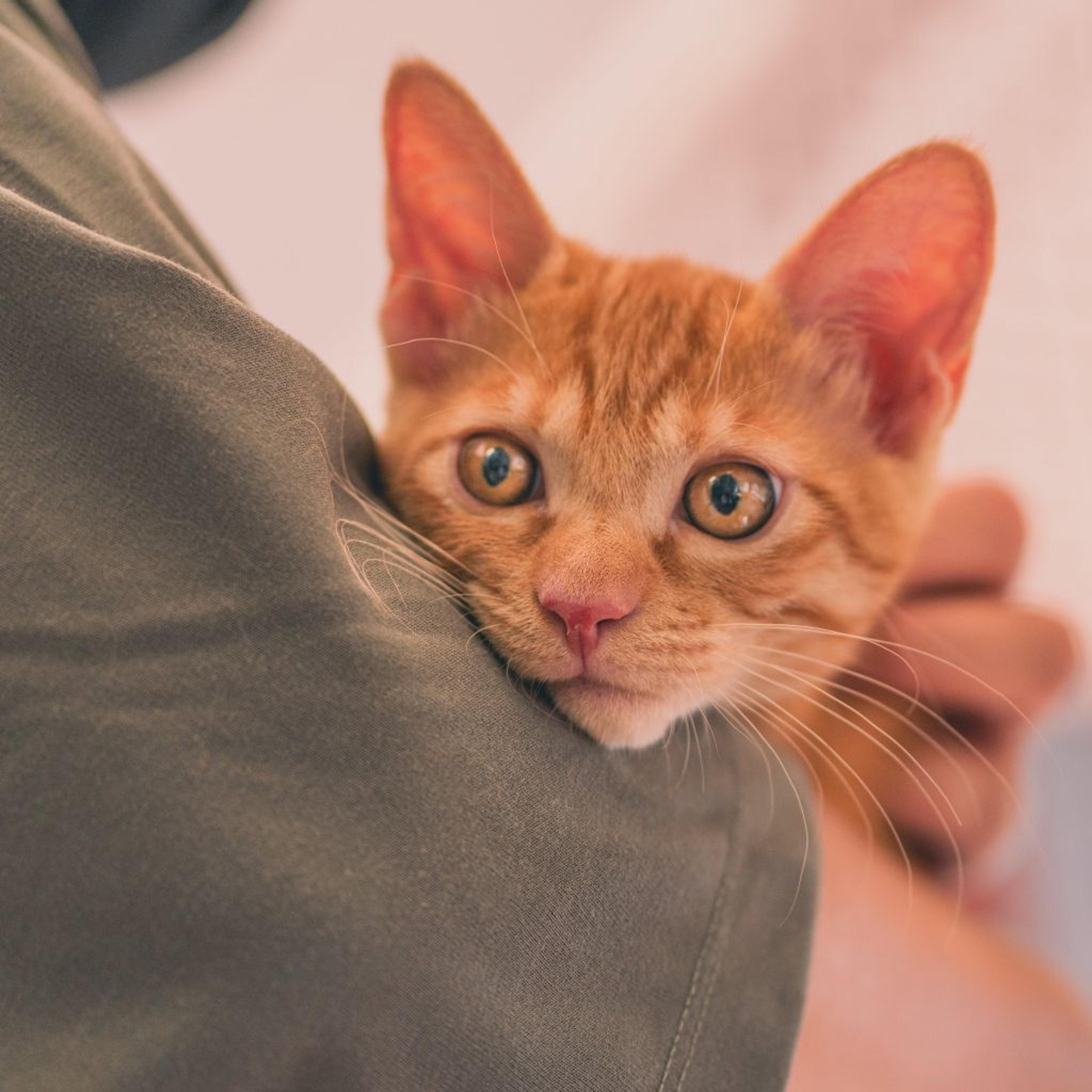 pet-image-4