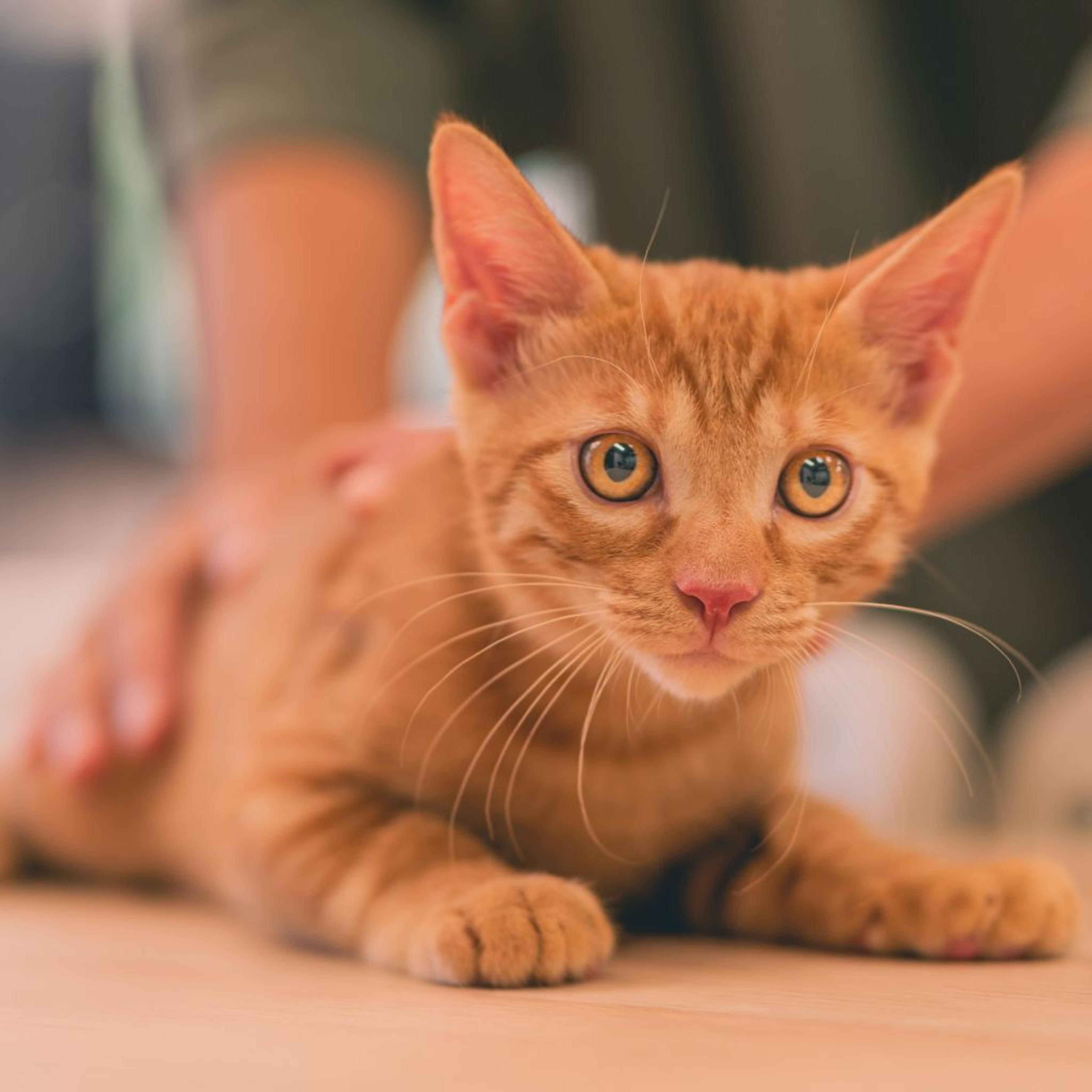 pet-image-5