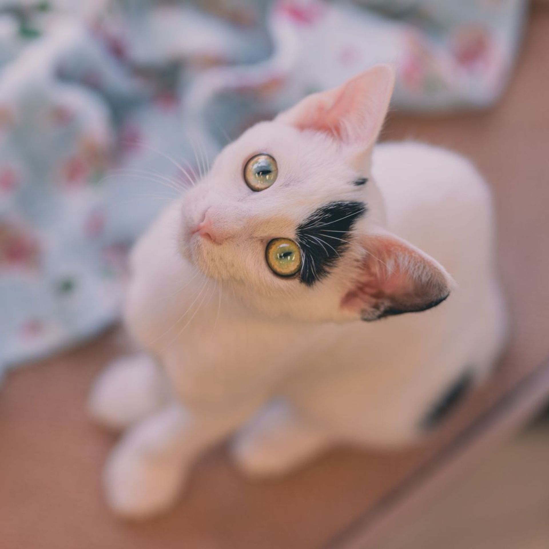 雑種（ミックス猫）・メスの里親募集の写真