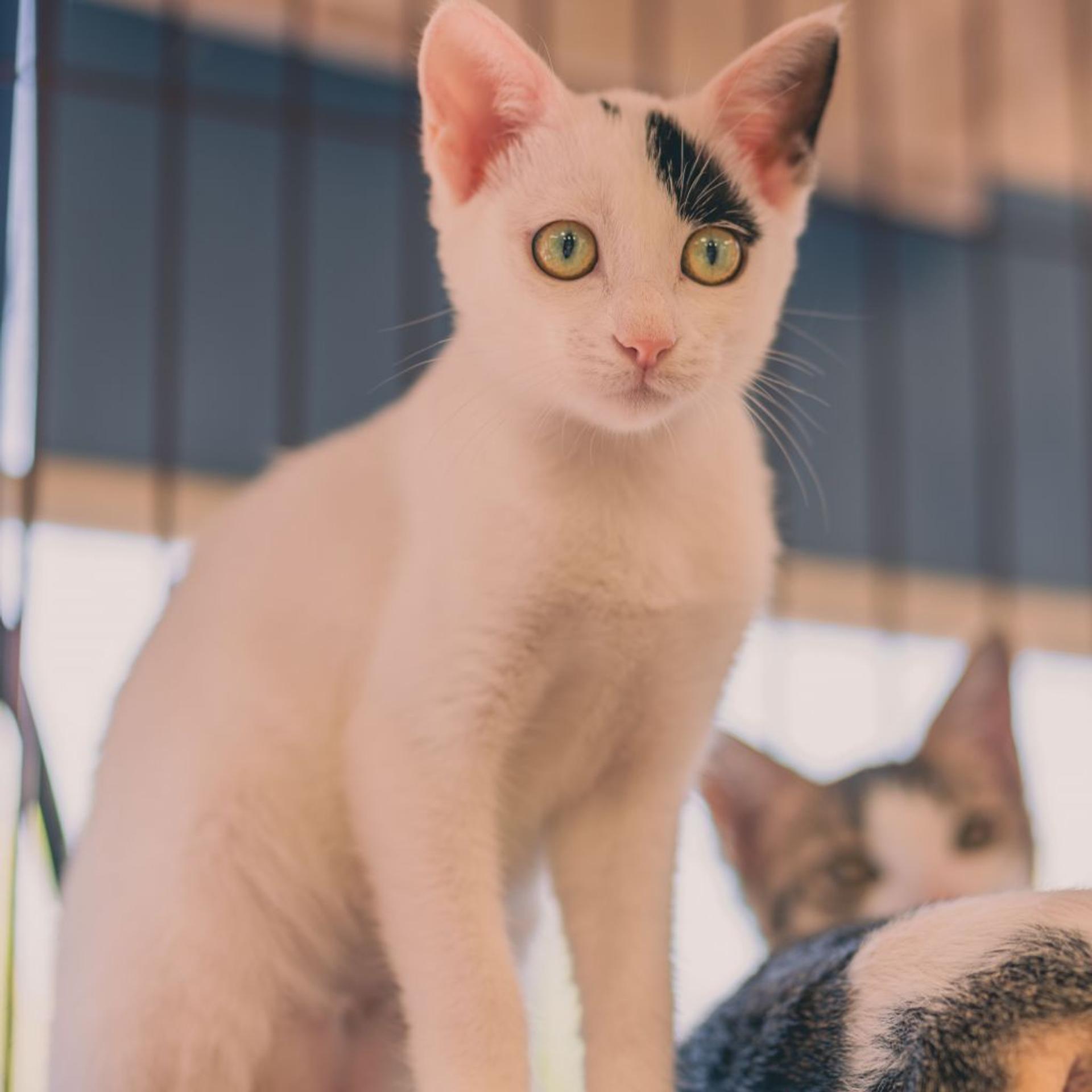 pet-image-2