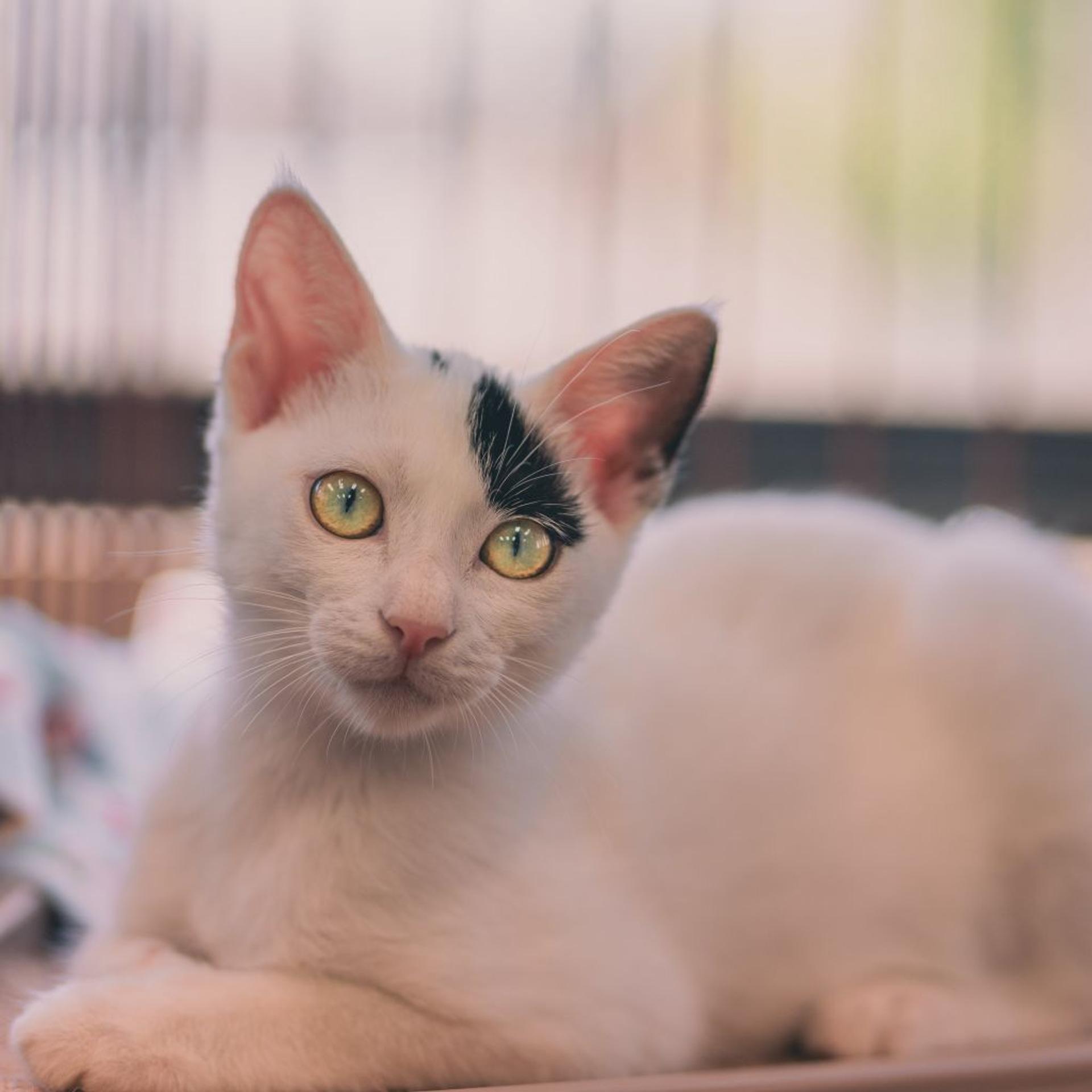 pet-image-3