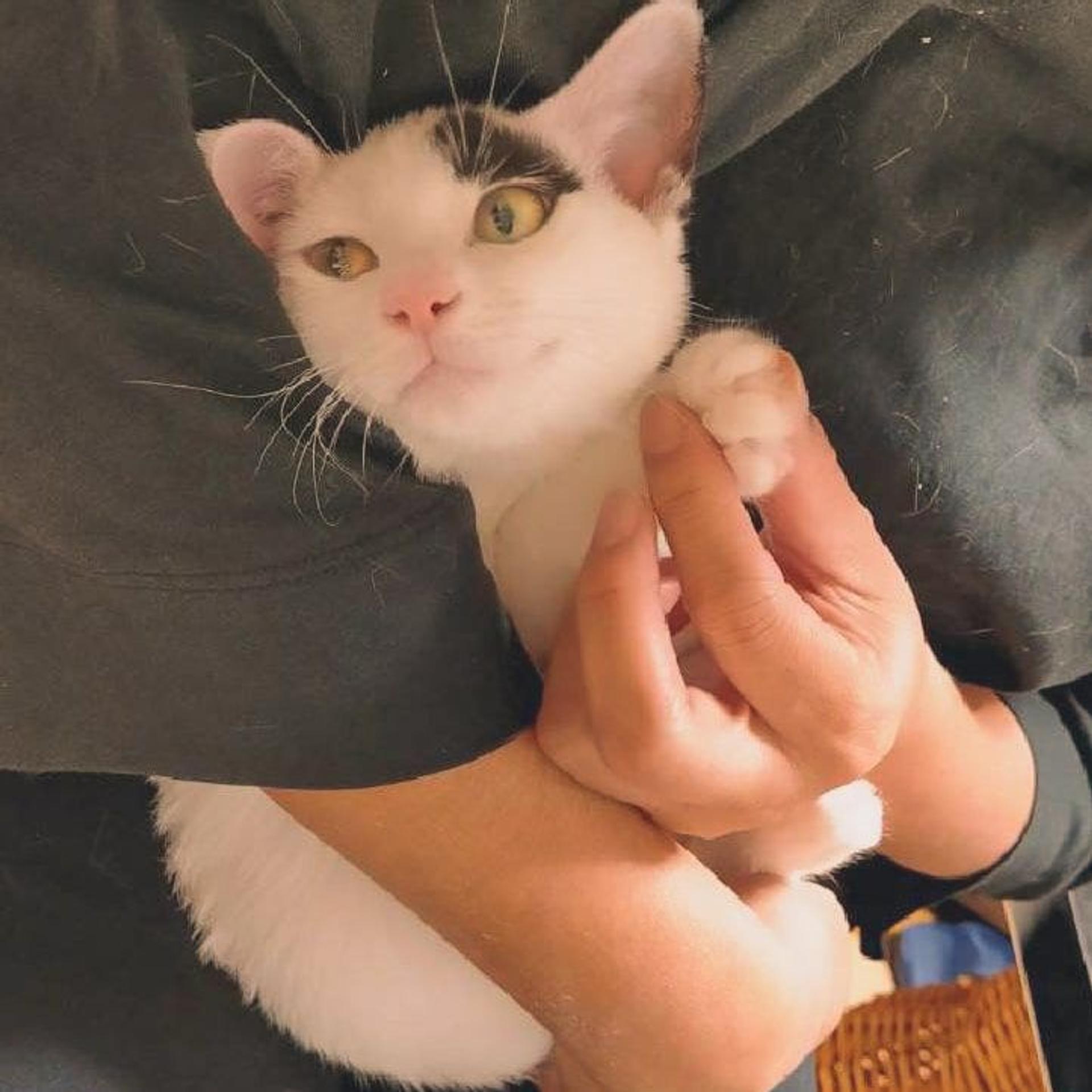 pet-image-5