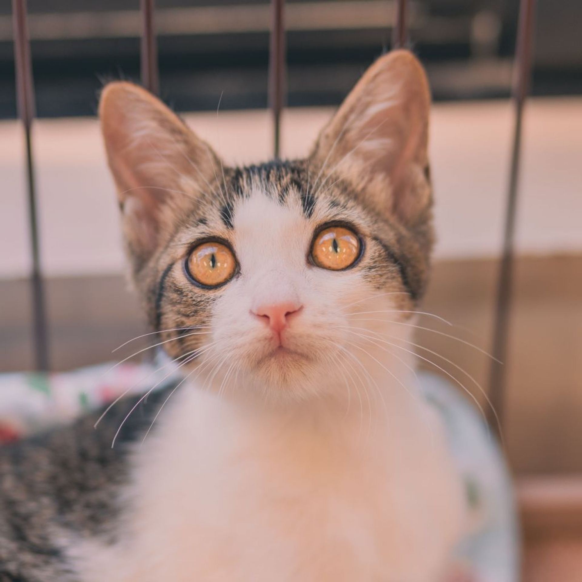 雑種（ミックス猫）・メスの里親募集の写真