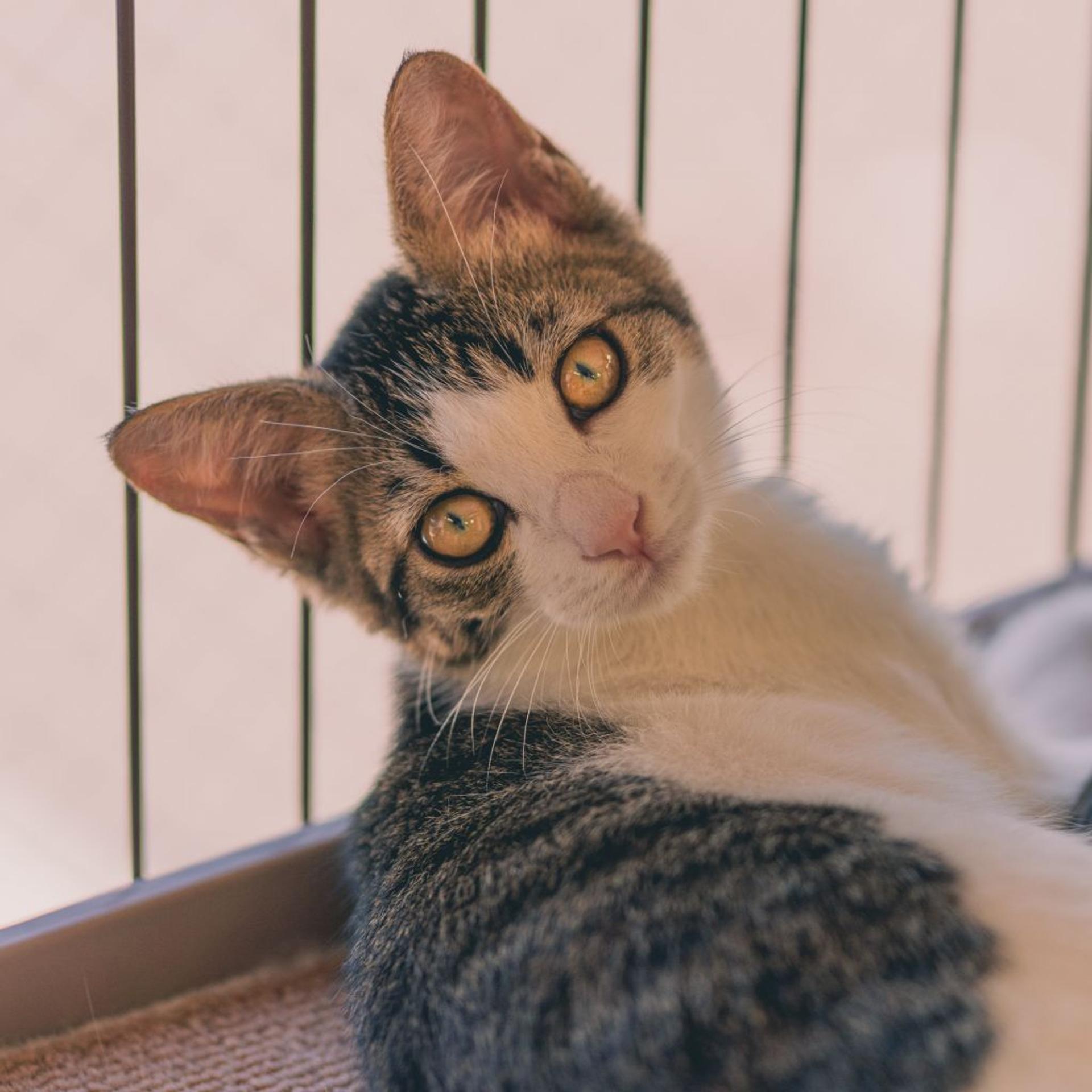 pet-image-4