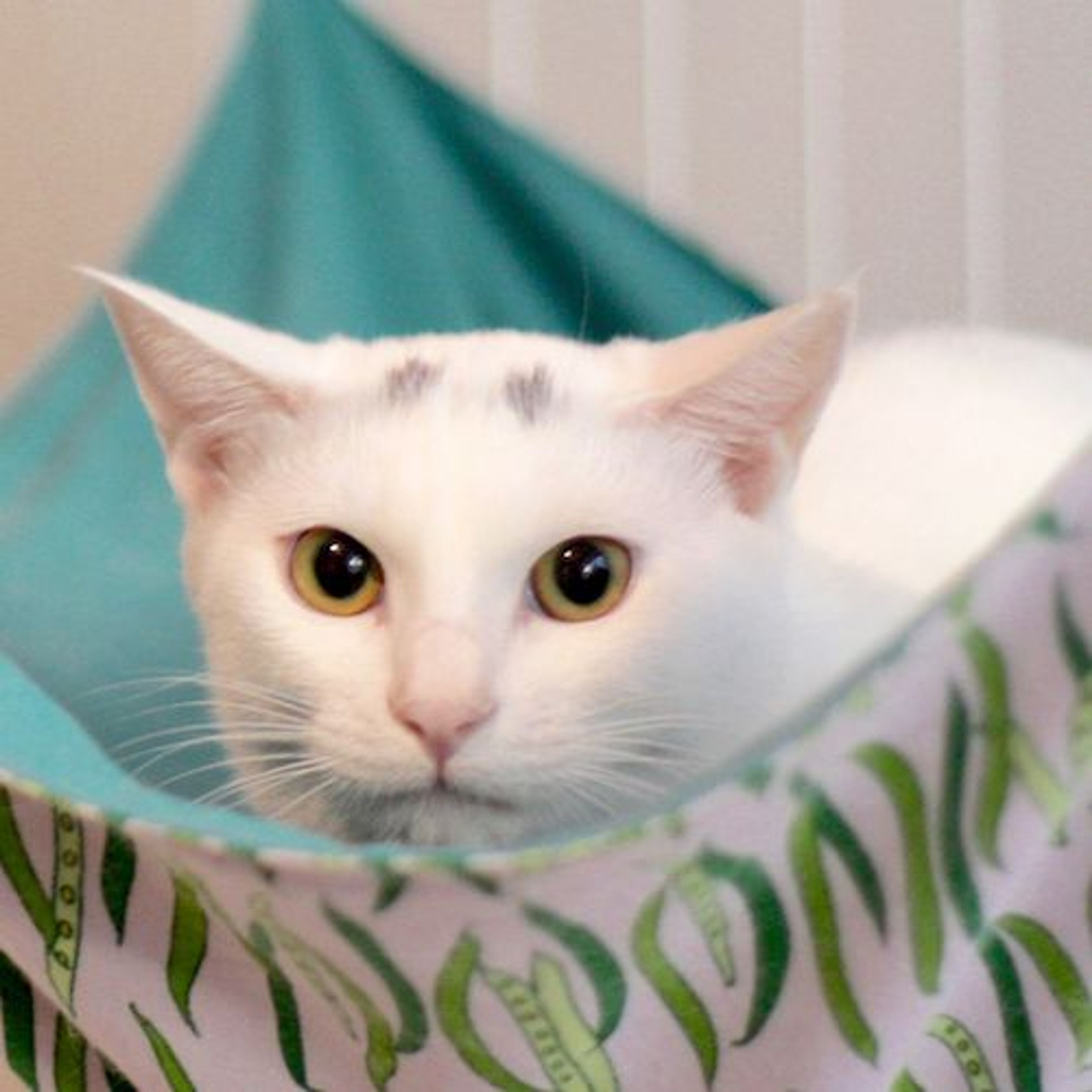 雑種（ミックス猫）・オスの里親募集の写真