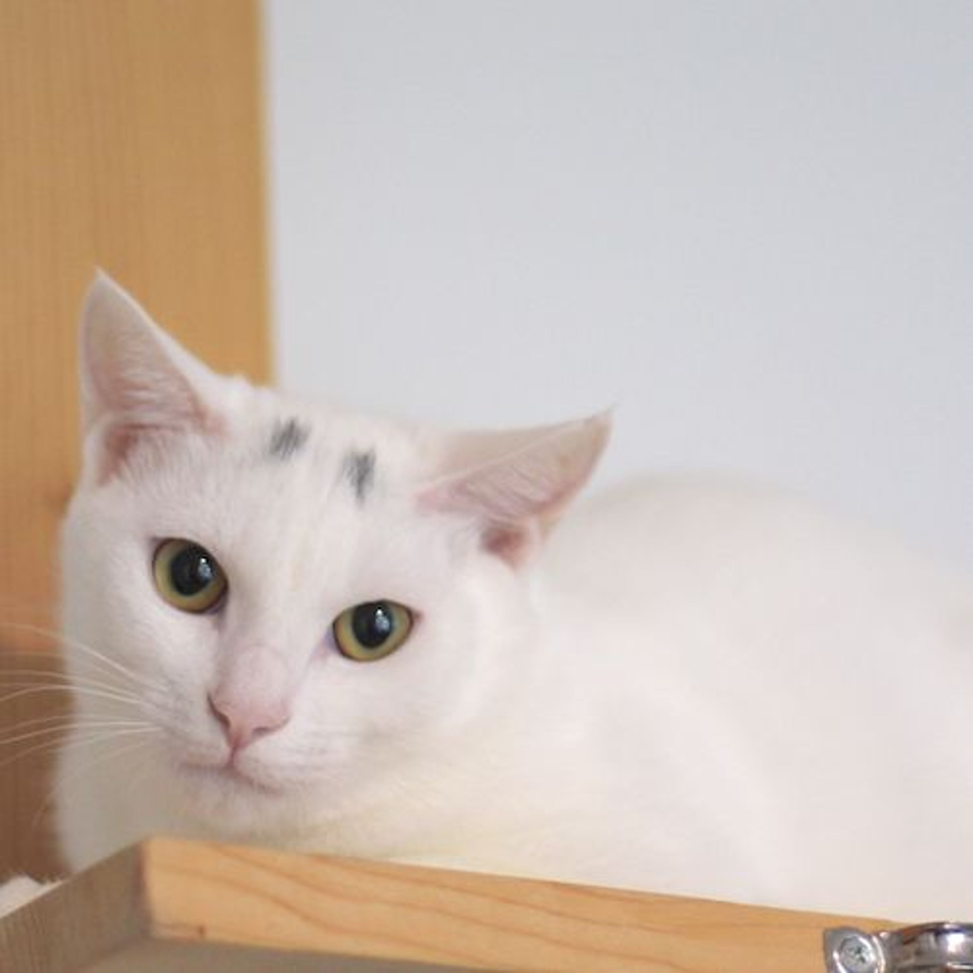 pet-image-2