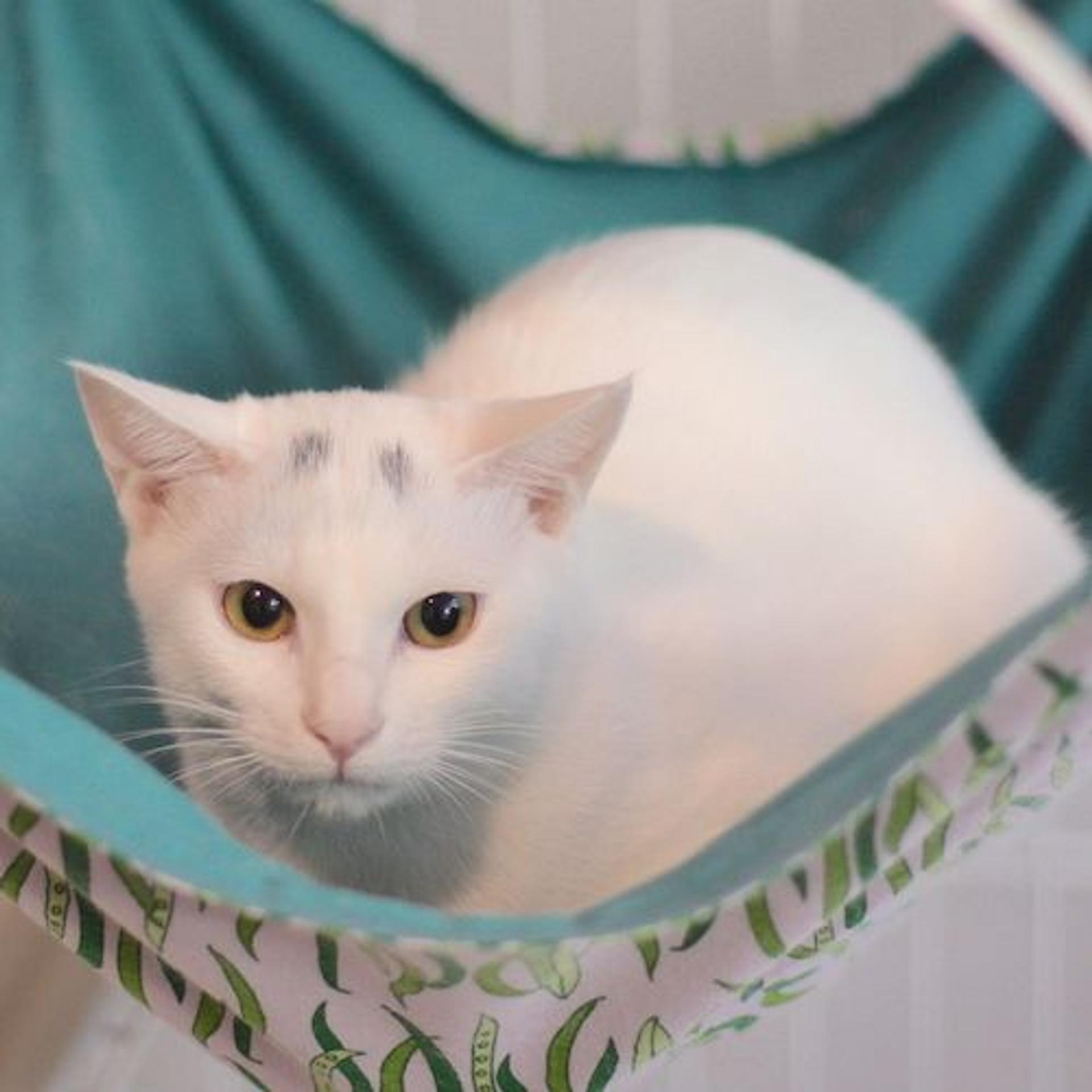 pet-image-4