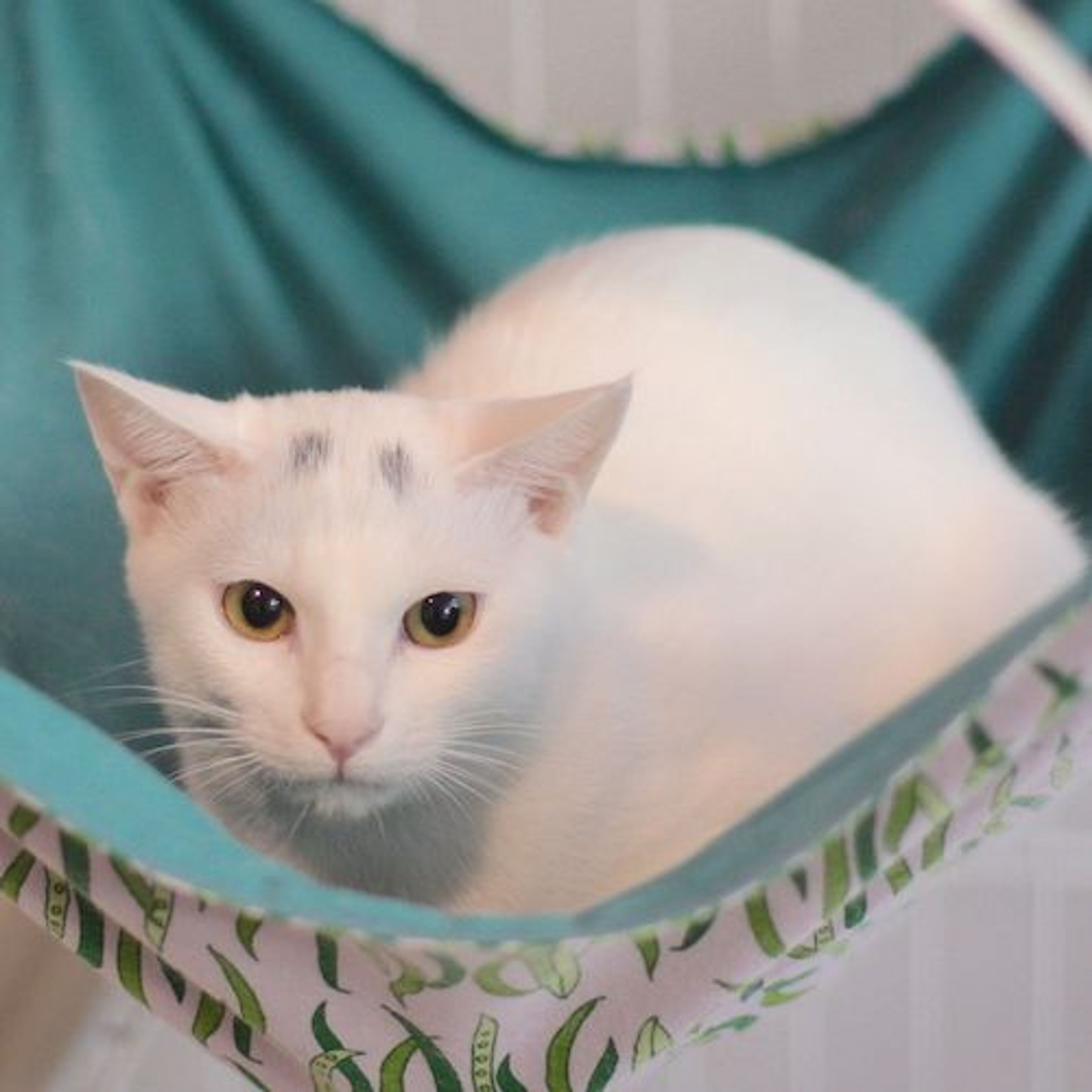 pet-image-4