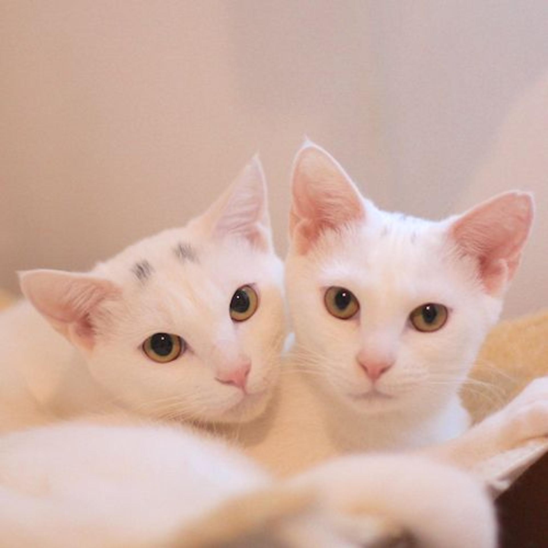 pet-image-5