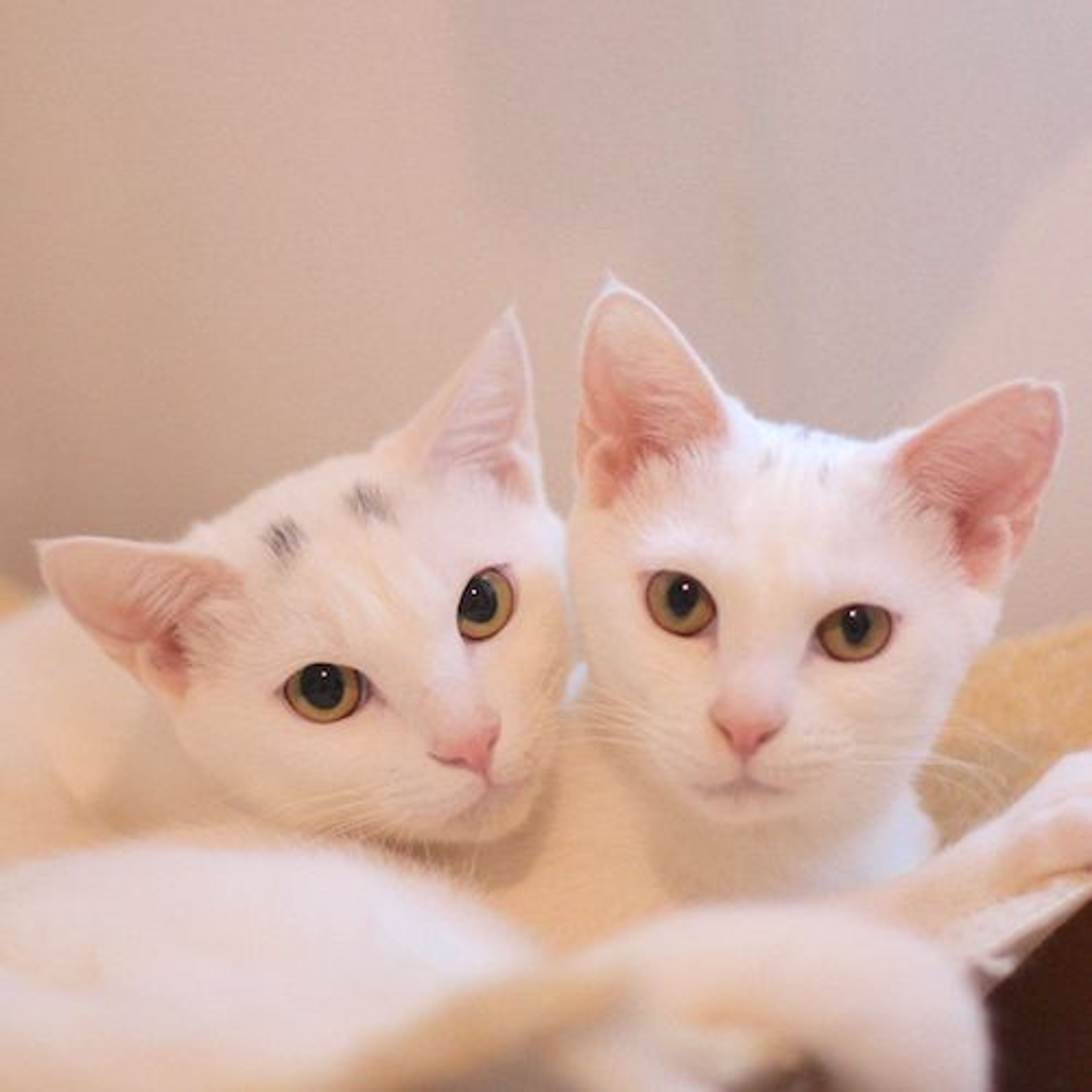 pet-image-5