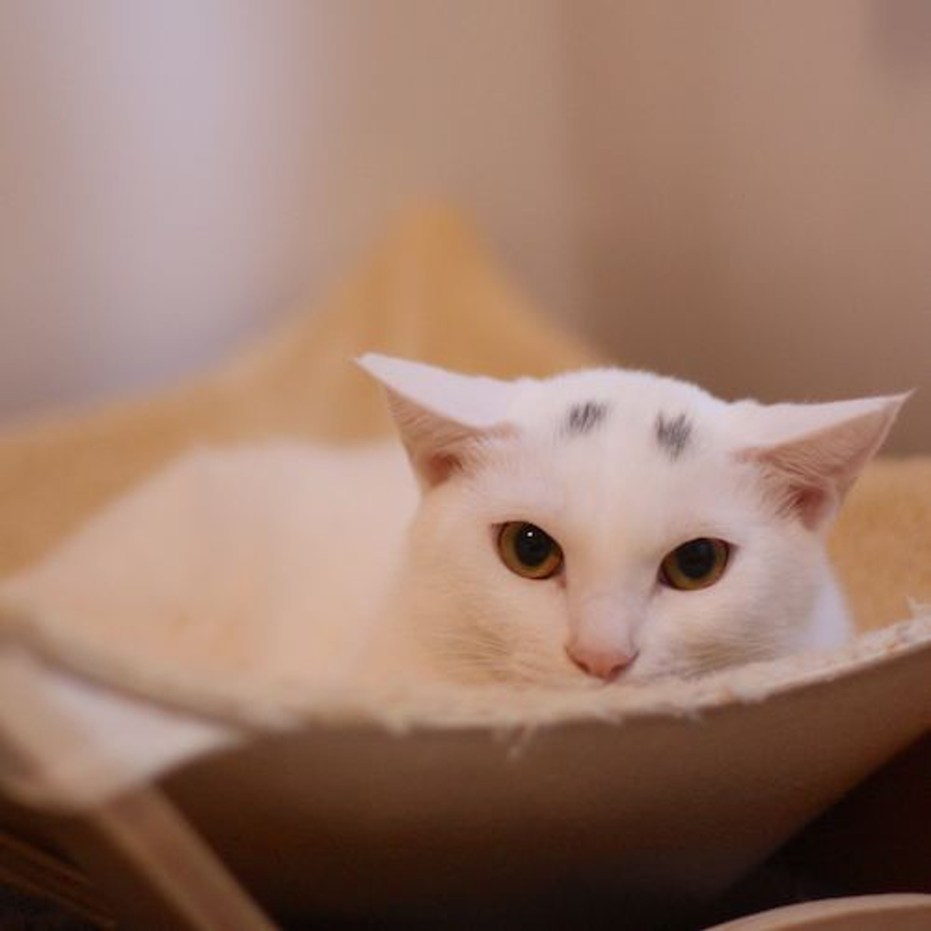 pet-image-6