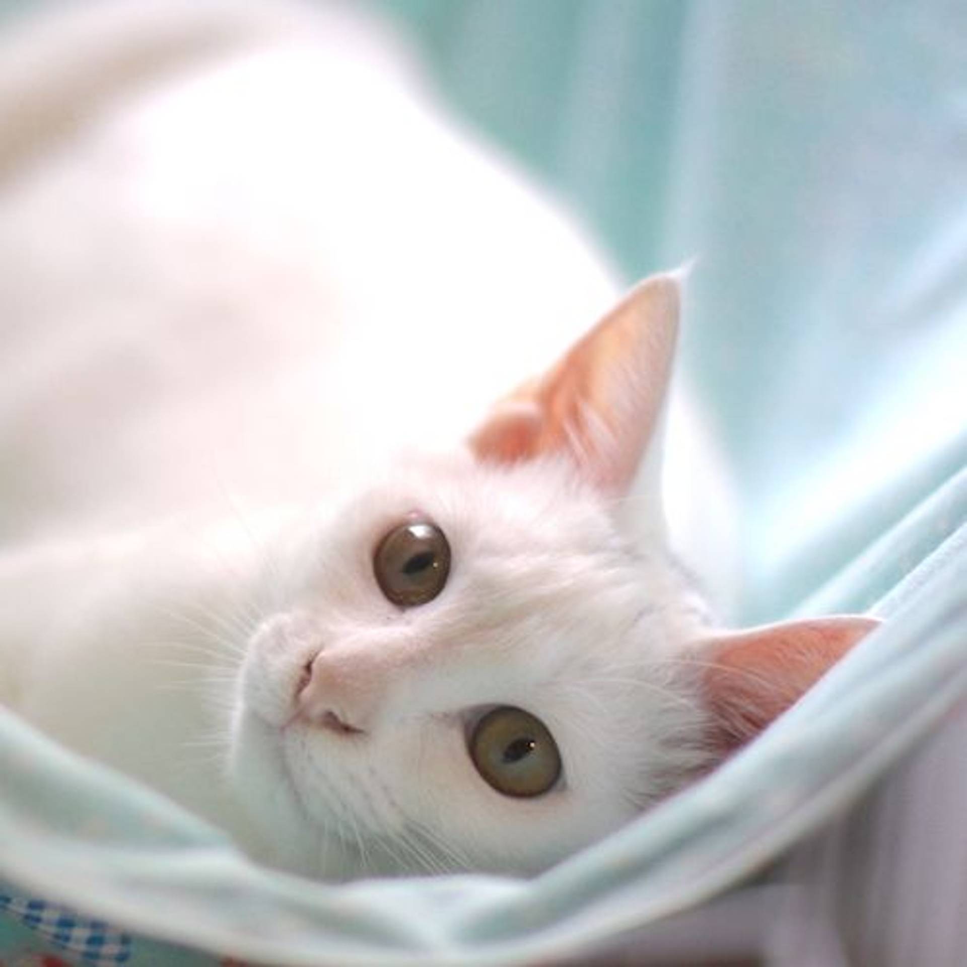 雑種（ミックス猫）・メスの里親募集の写真