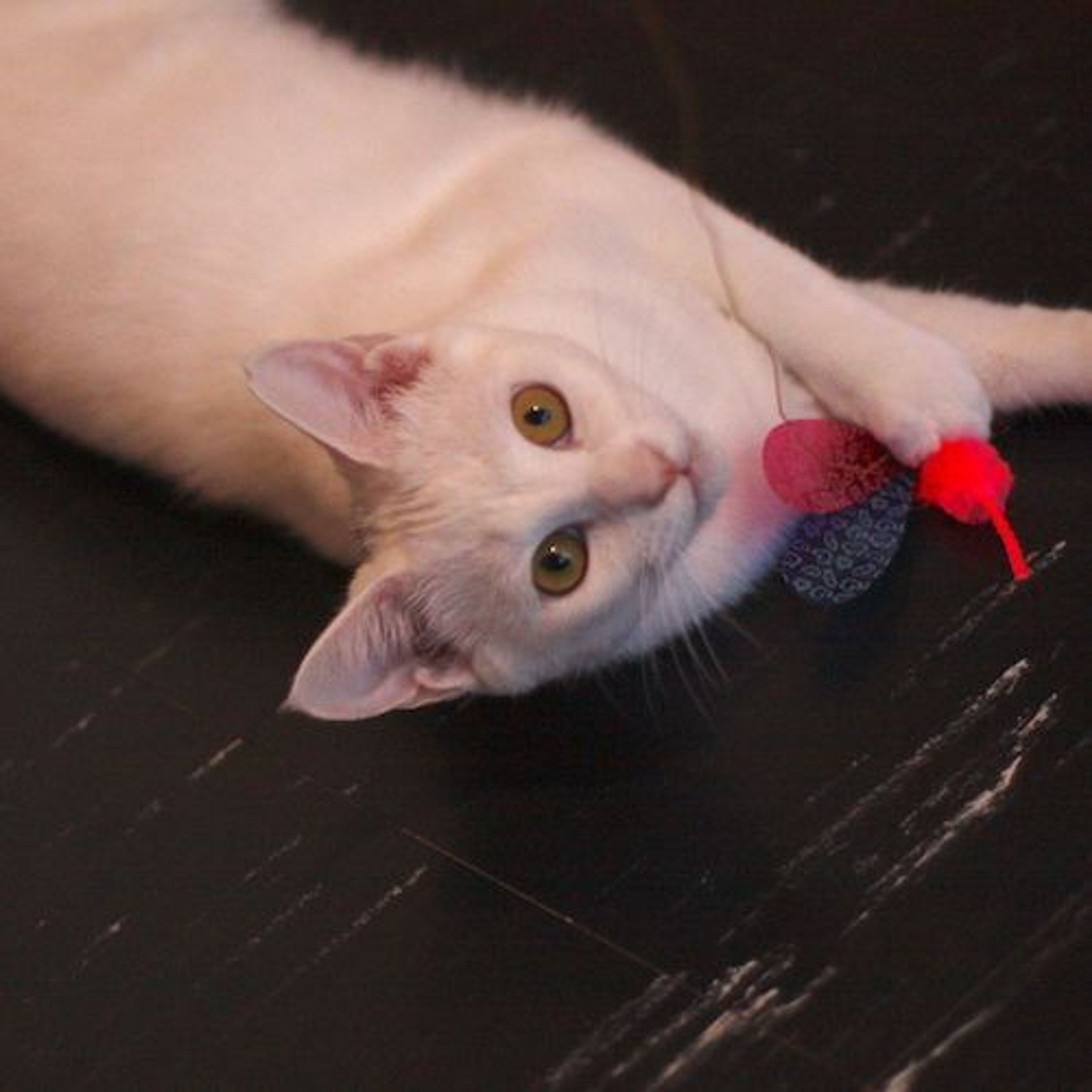 pet-image-4