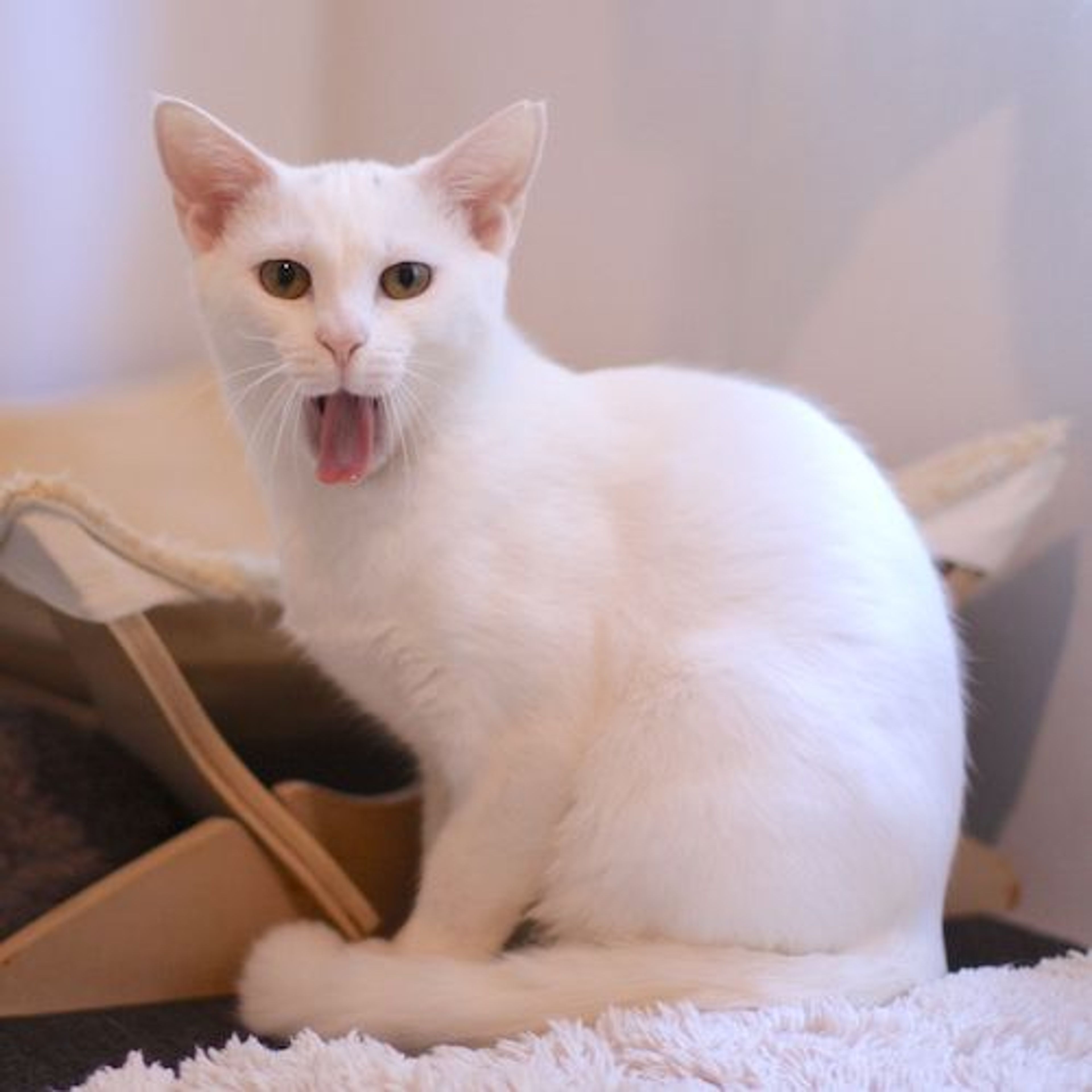 pet-image-5