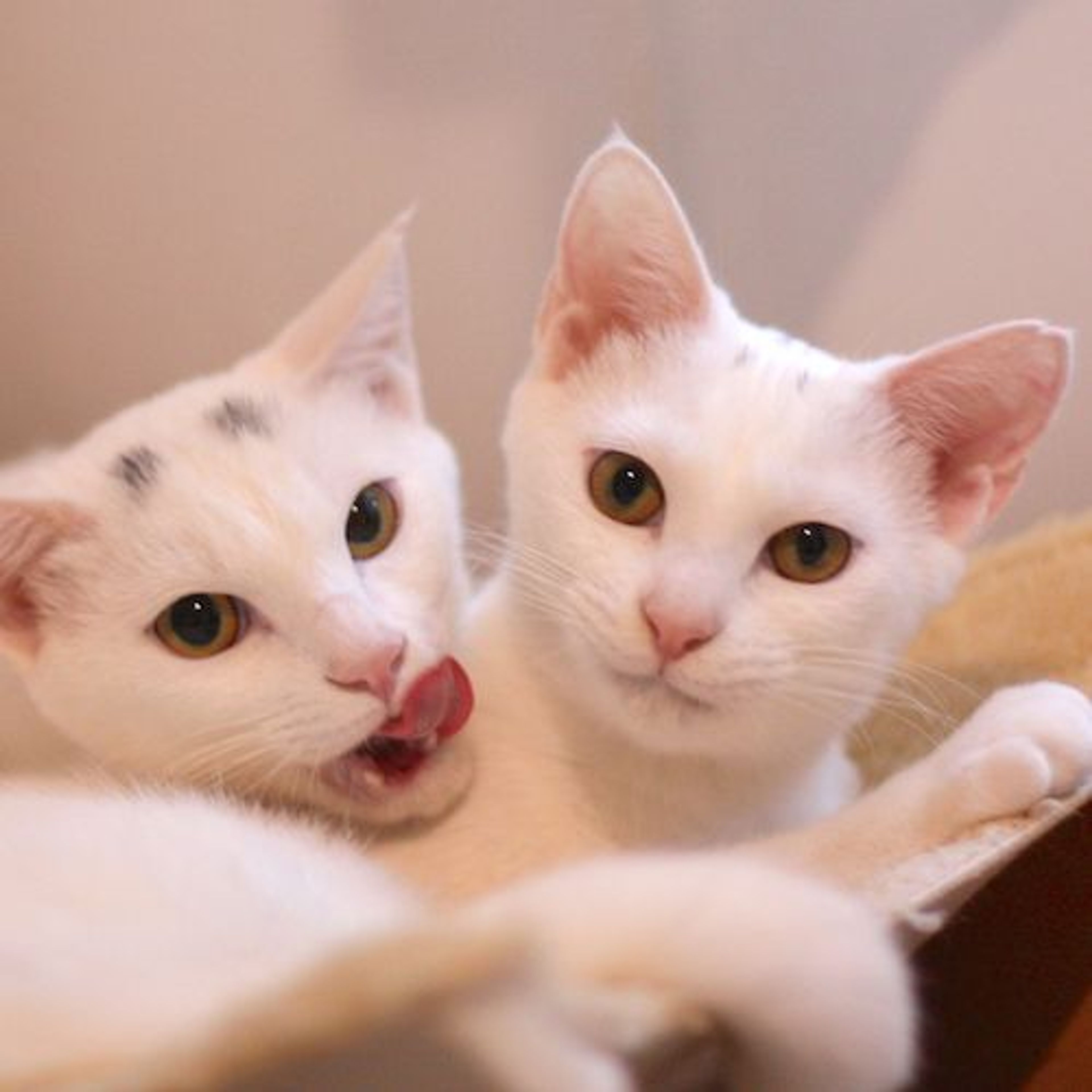 pet-image-6