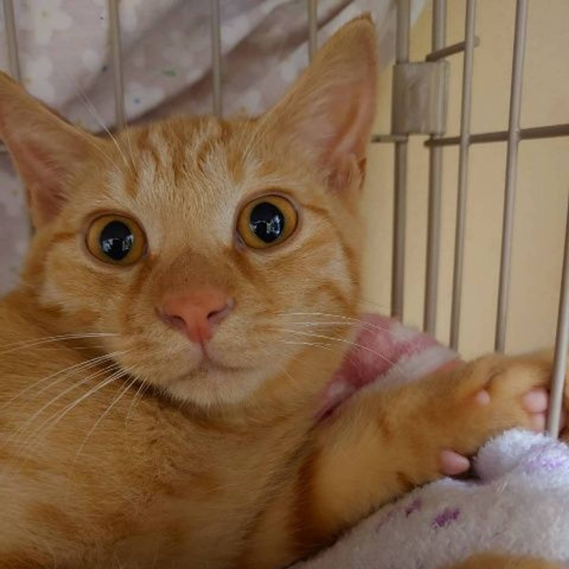 雑種（ミックス猫）・オスの里親募集の写真