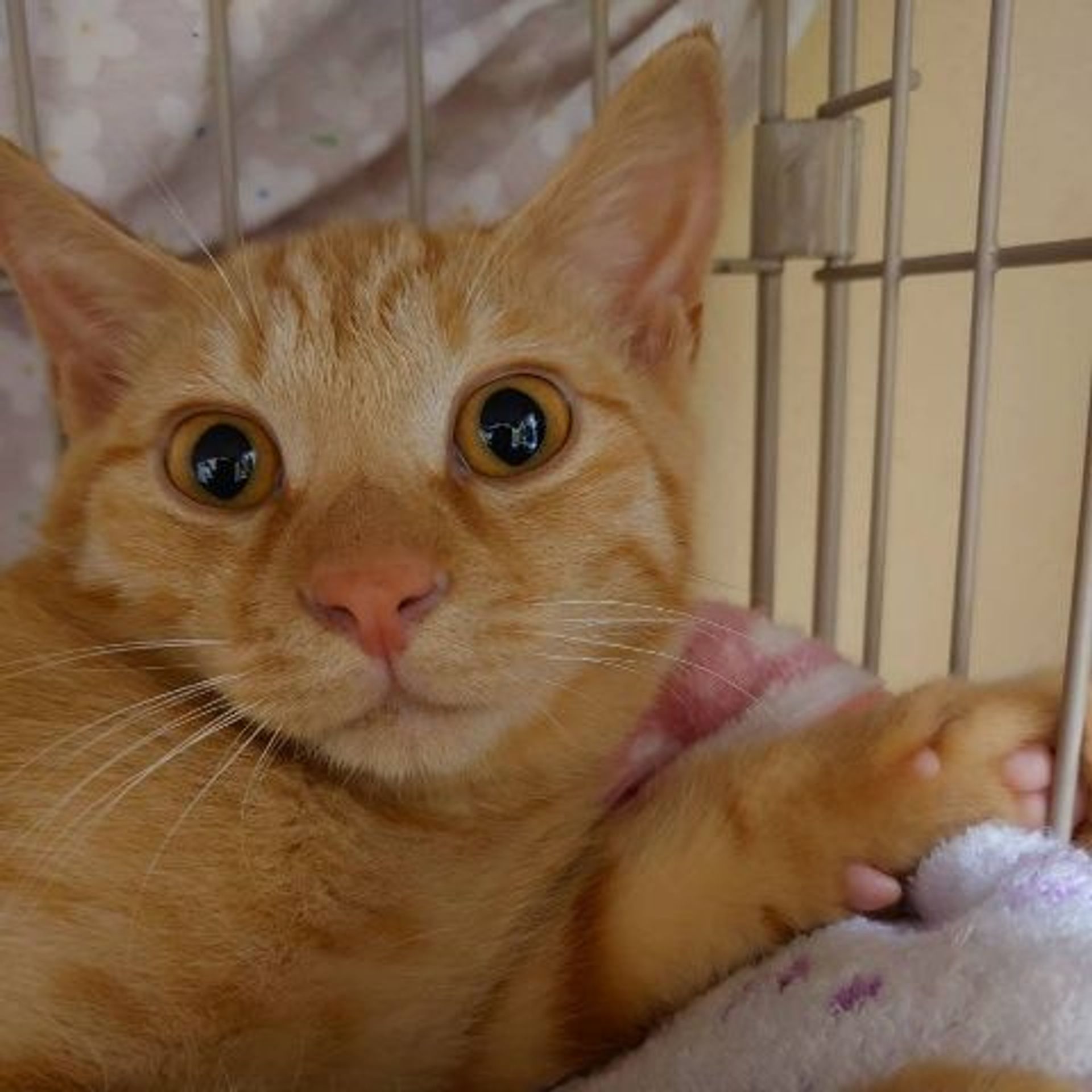 雑種（ミックス猫）・オスの里親募集の写真