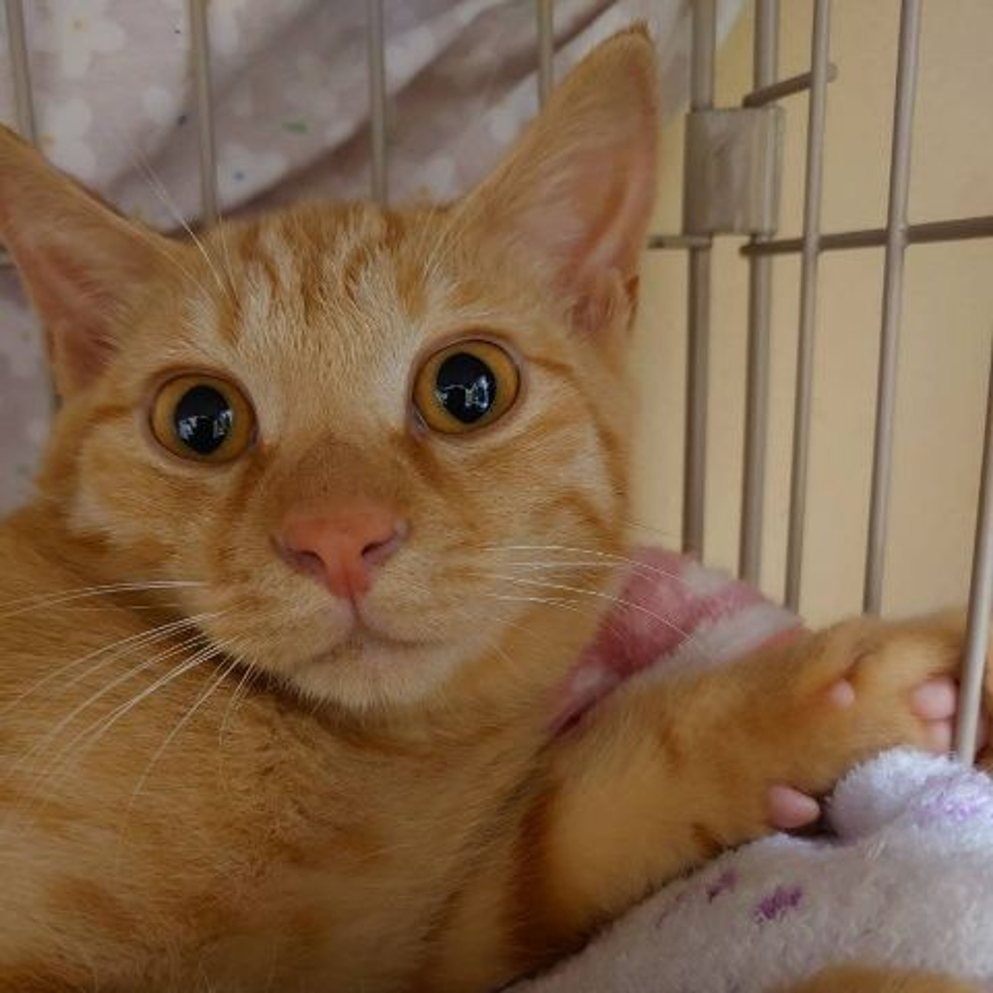 雑種（ミックス猫）・オスの里親募集の写真