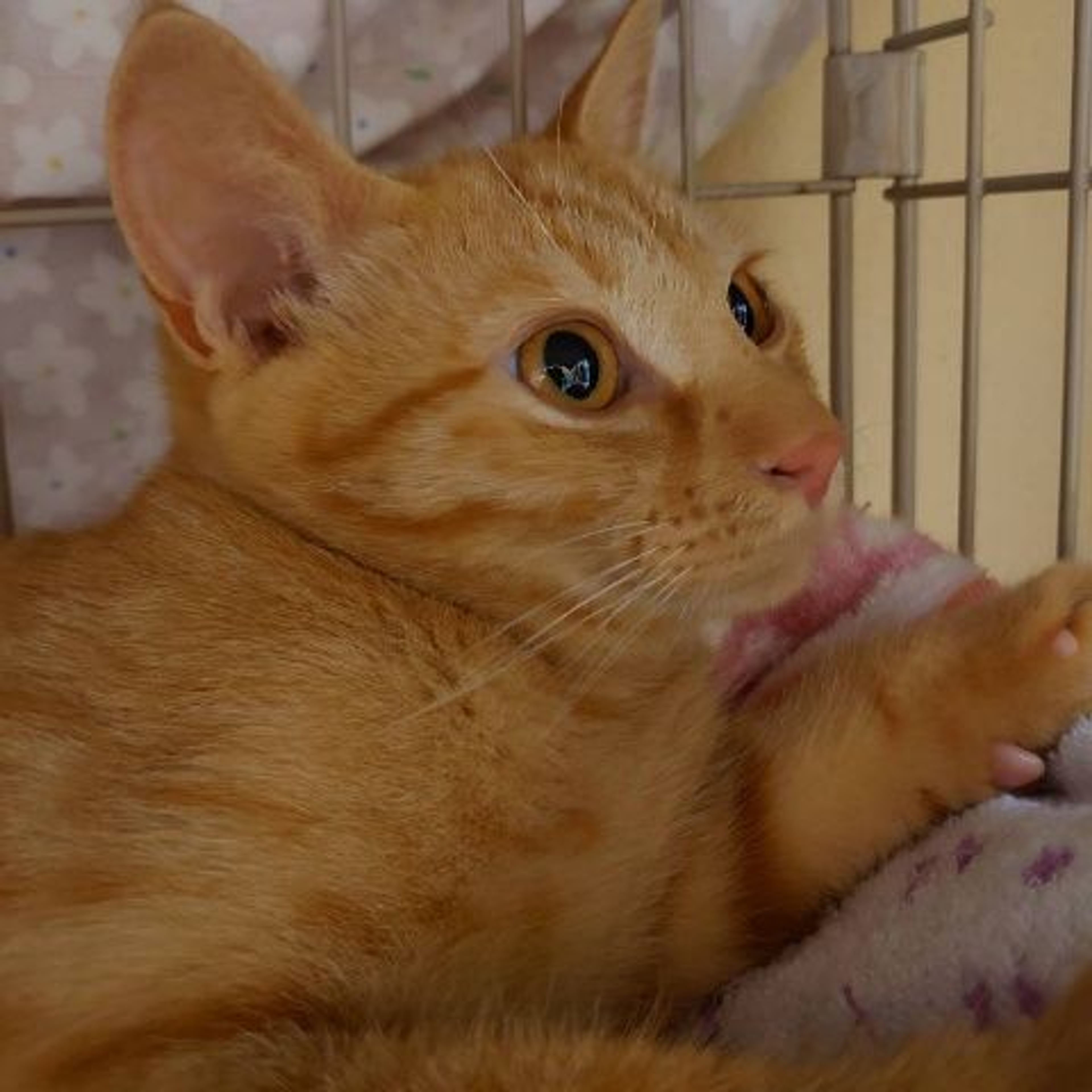 pet-image-2