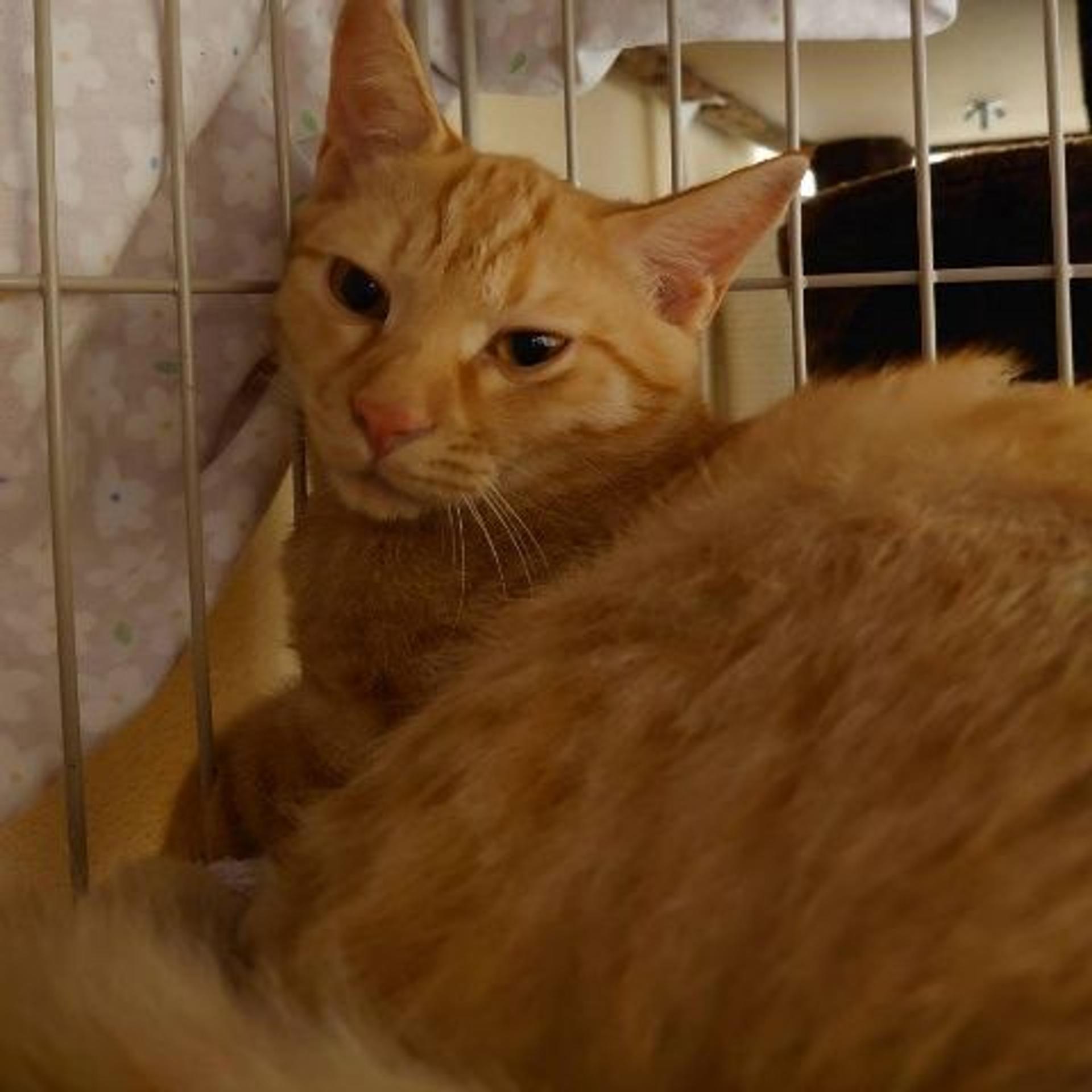 pet-image-3
