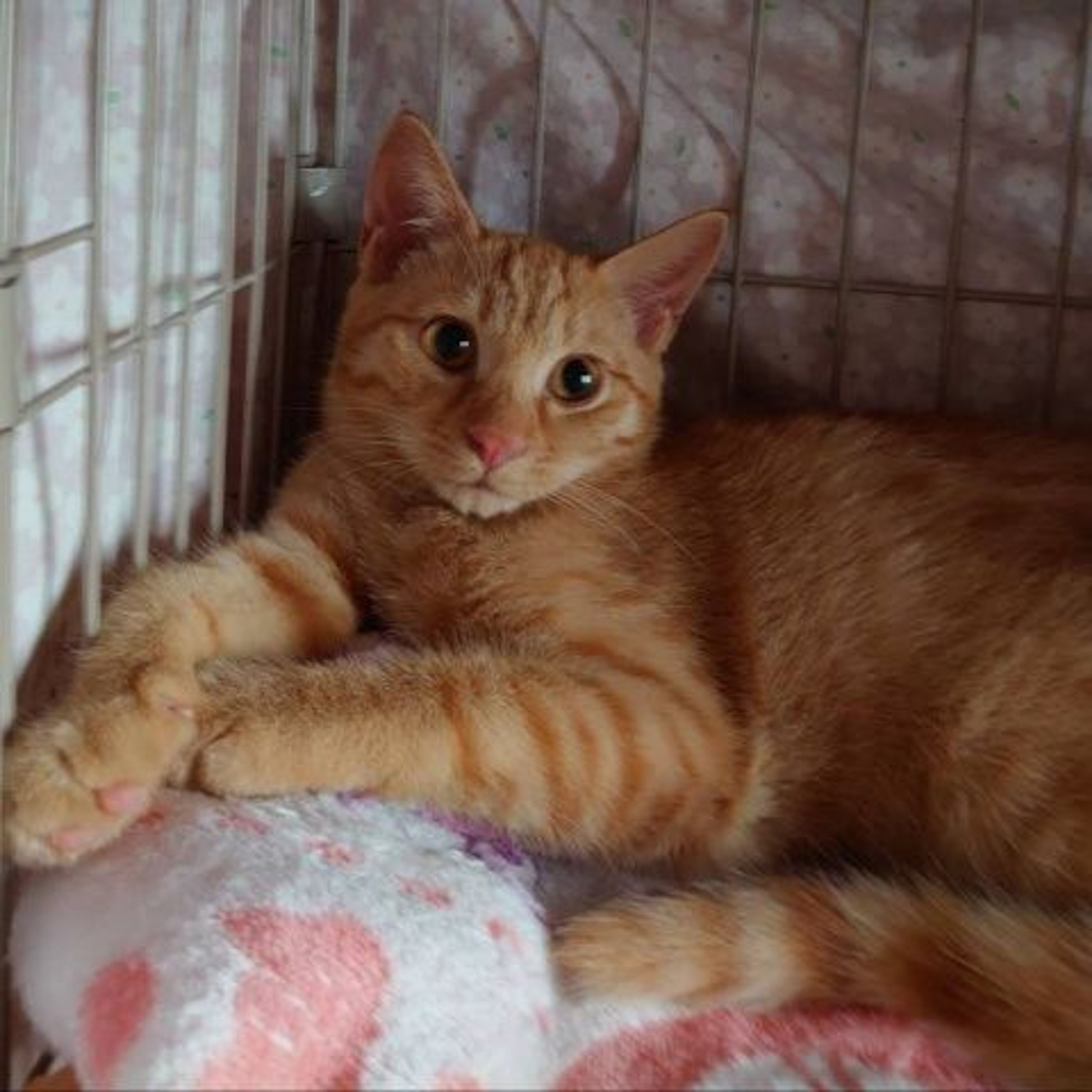 pet-image-5