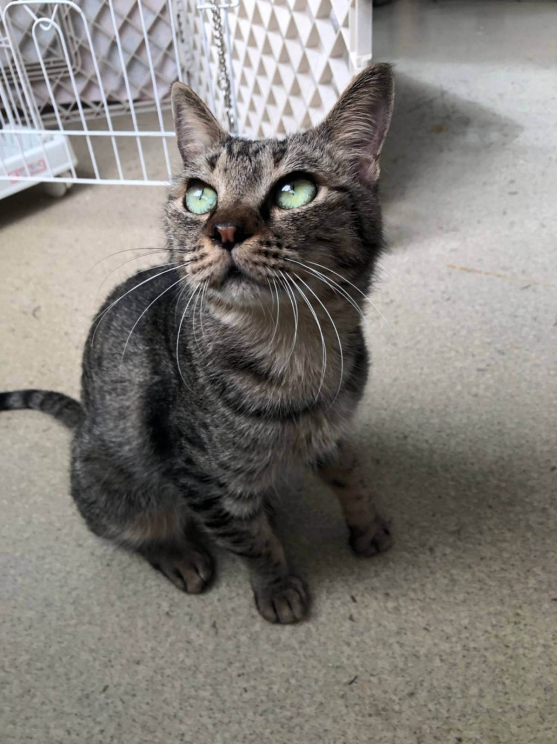 雑種（ミックス猫）・メスの里親募集の写真