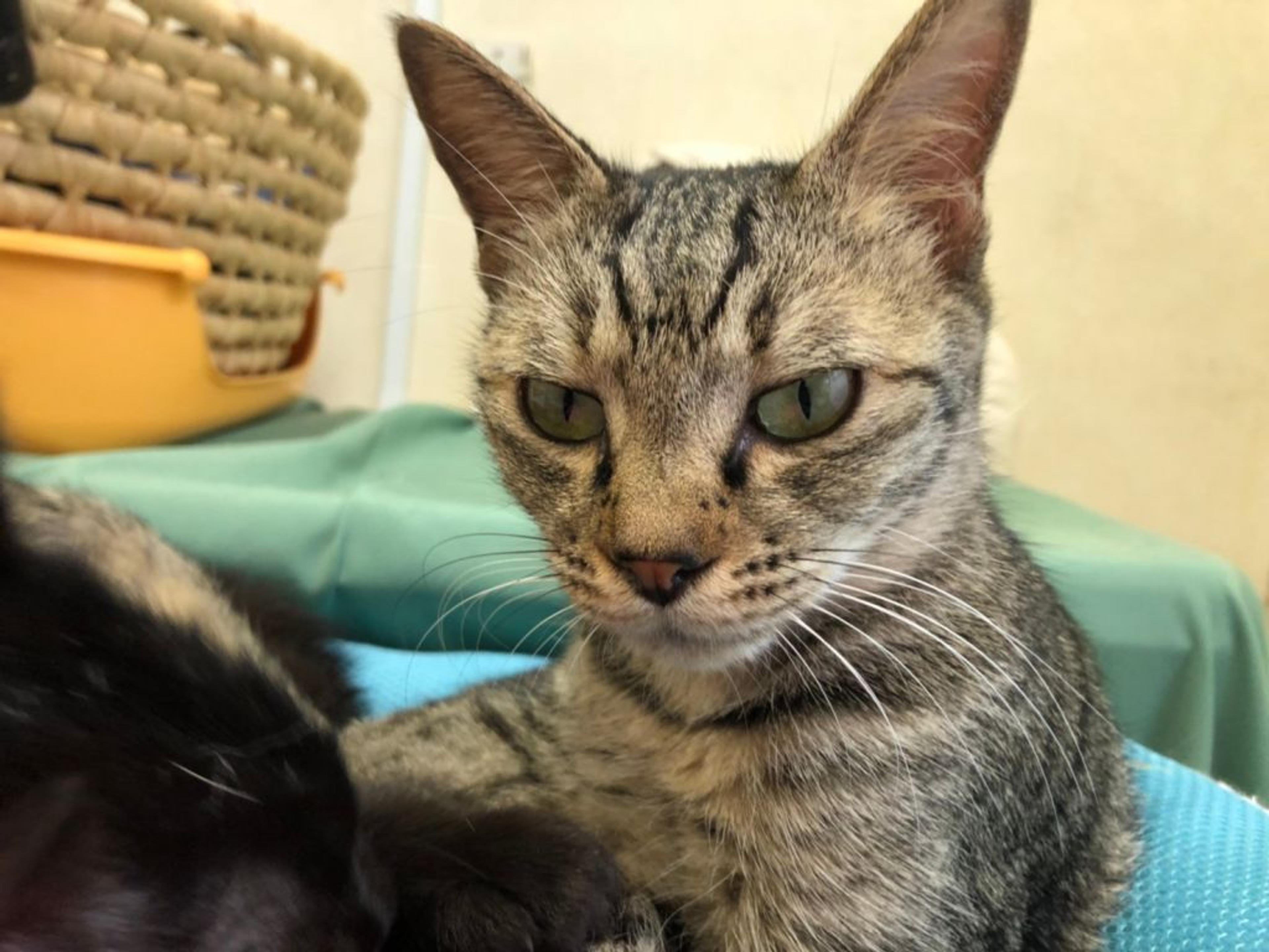 pet-image-3
