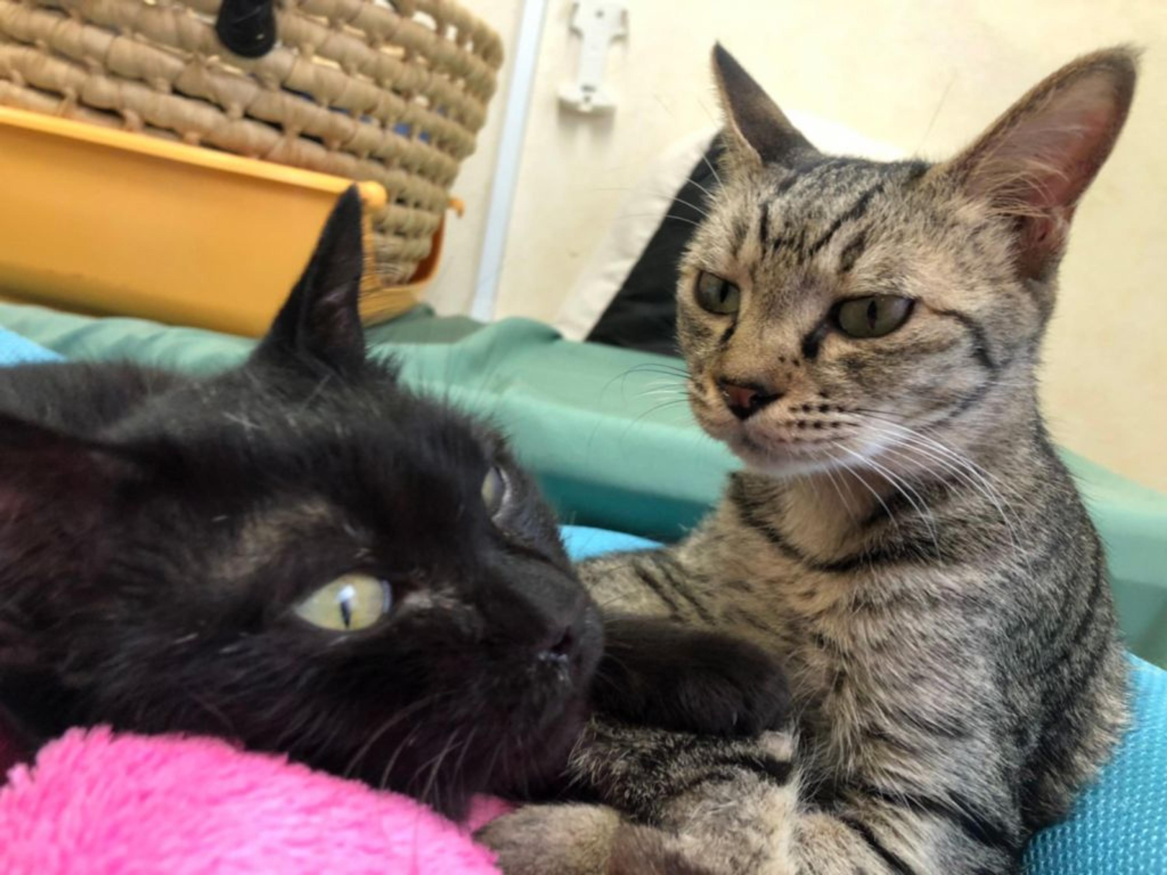 pet-image-4