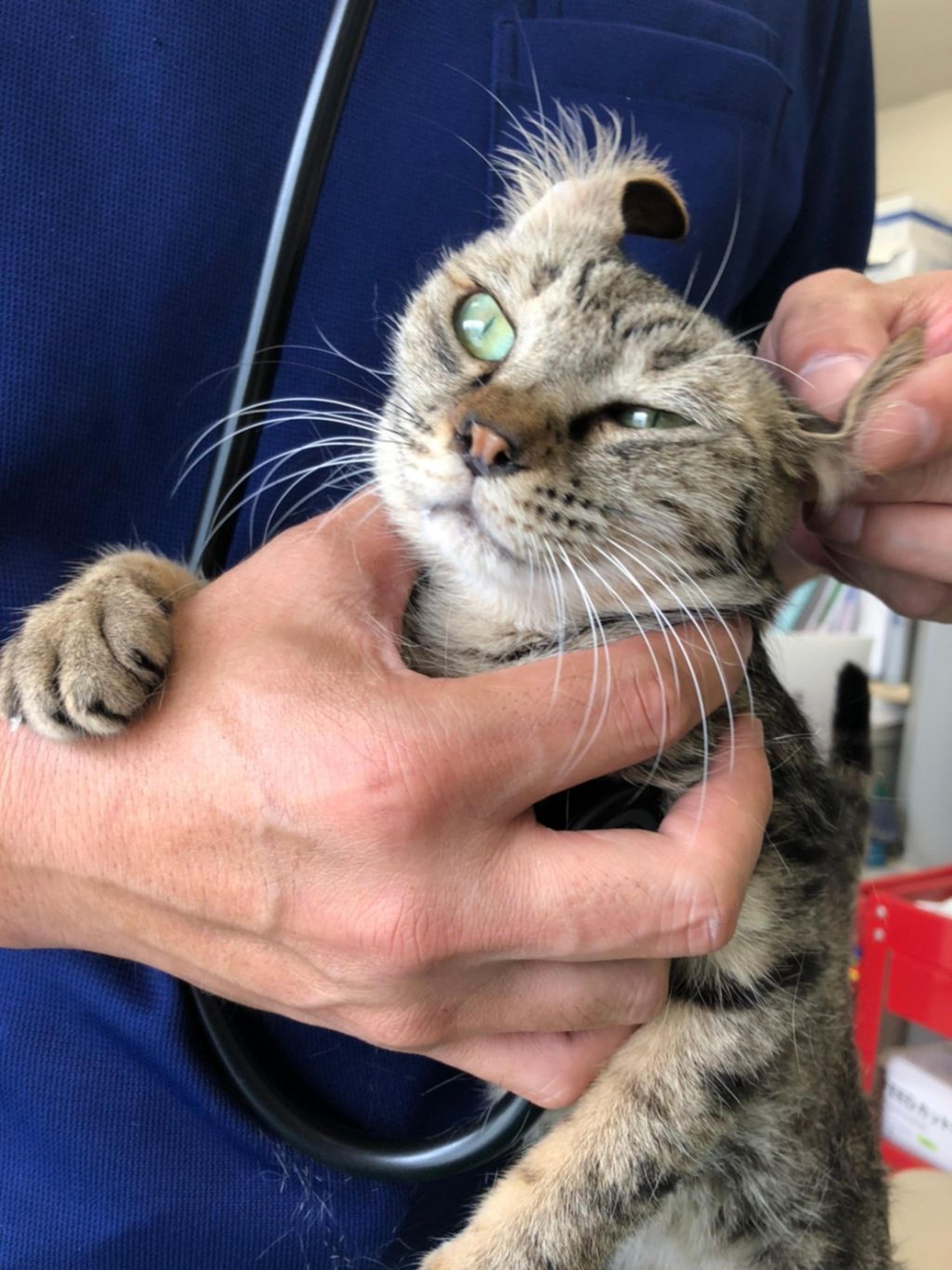 pet-image-5