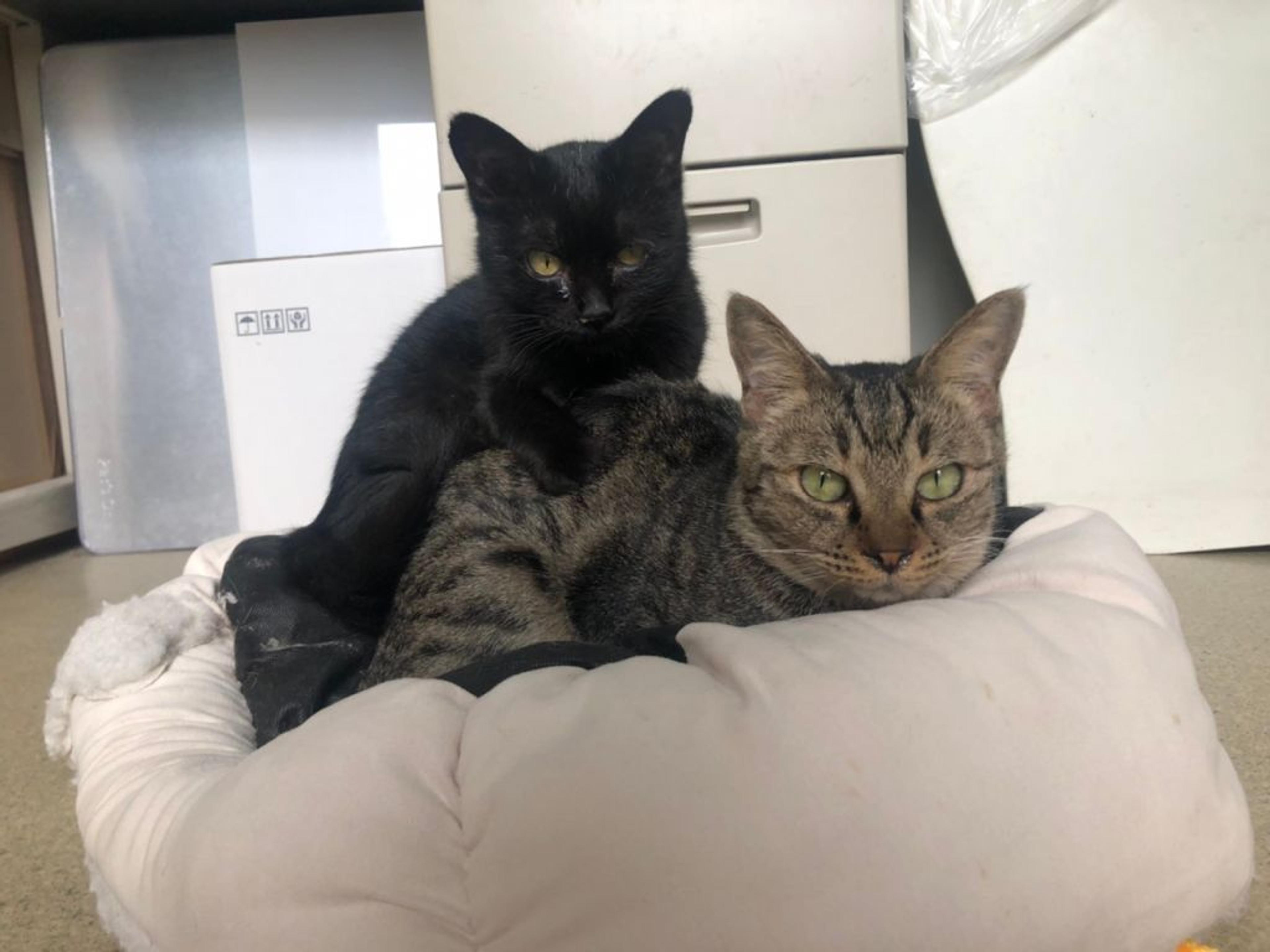 pet-image-8
