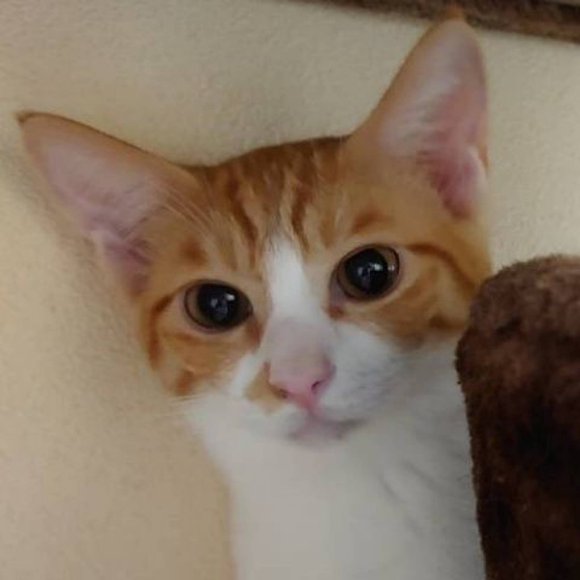 雑種（ミックス猫）・オスの里親募集の写真