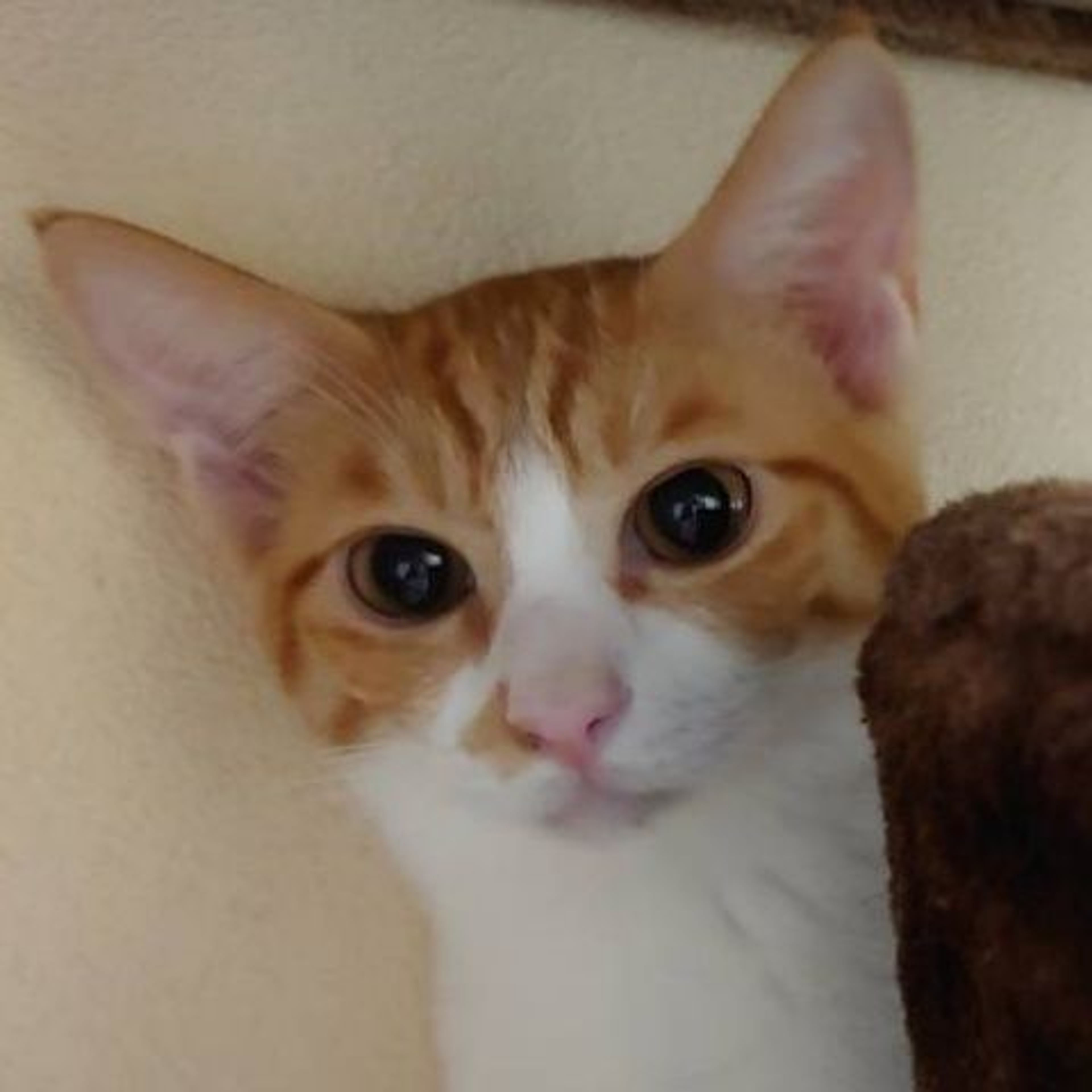 雑種（ミックス猫）・オスの里親募集の写真