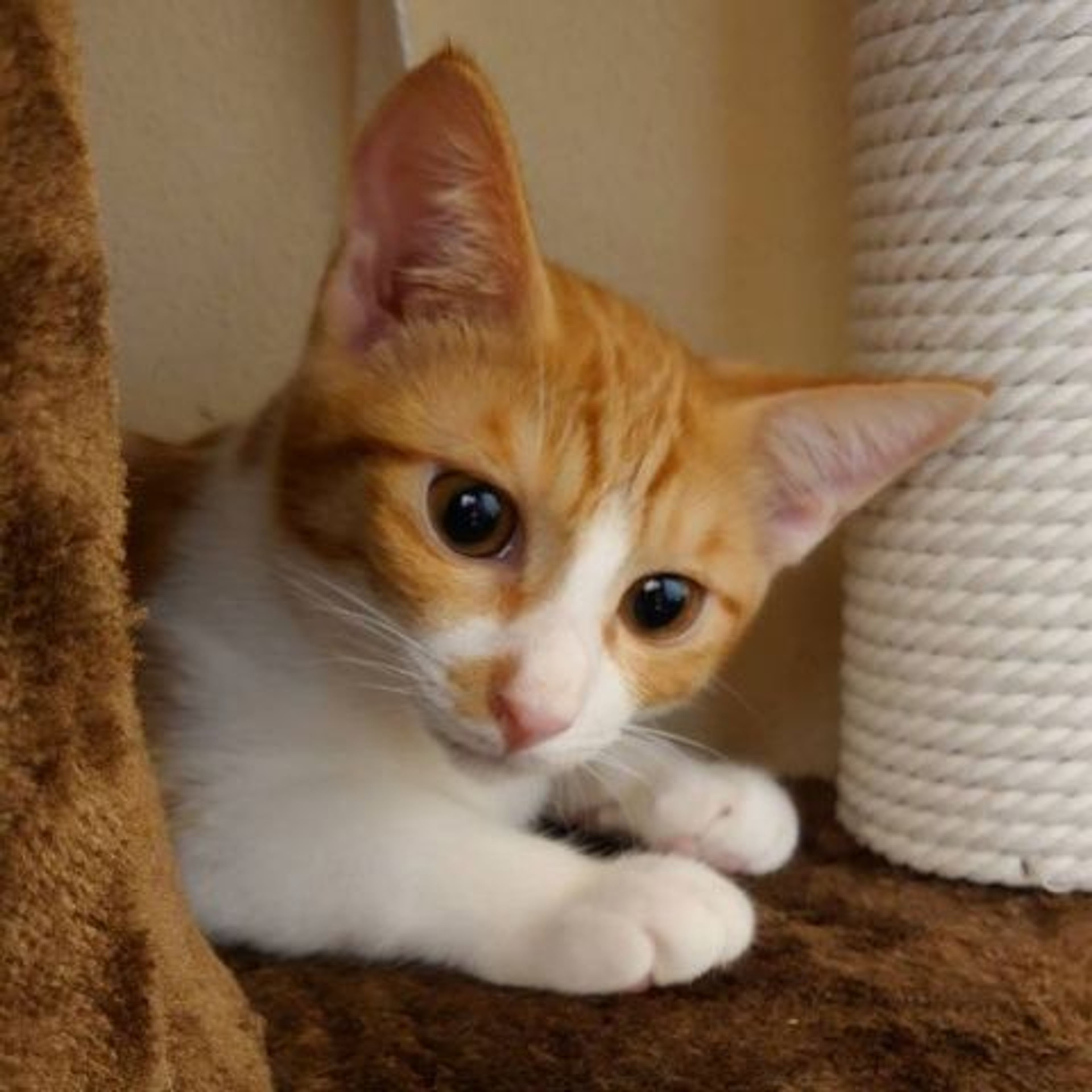 pet-image-2