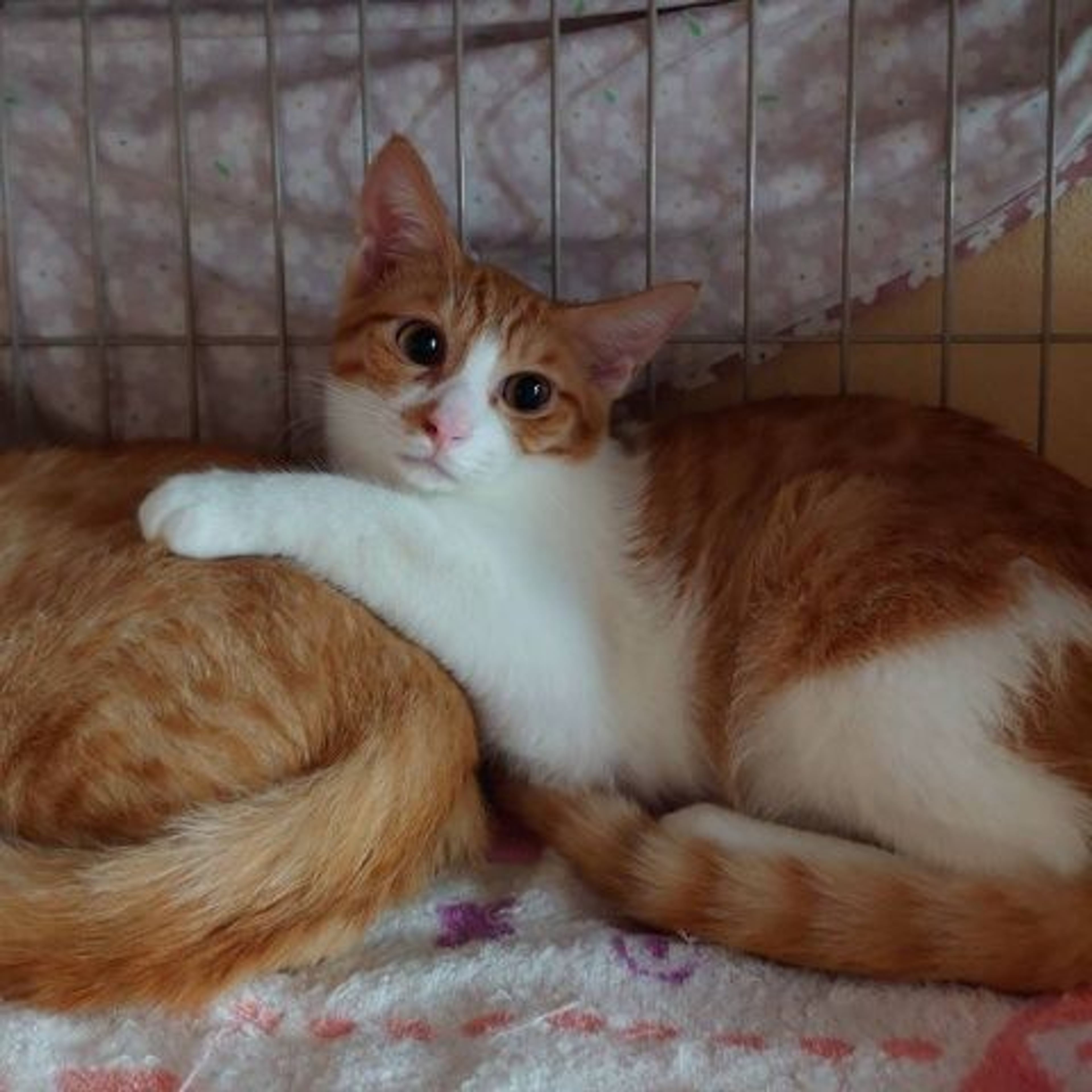 pet-image-3
