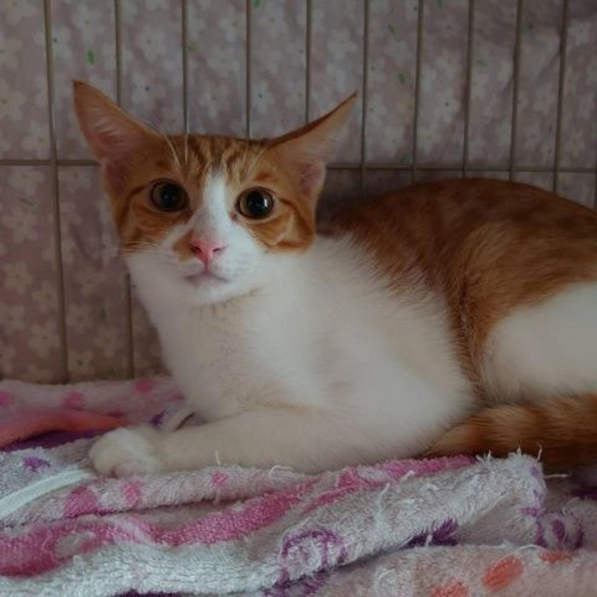 pet-image-4