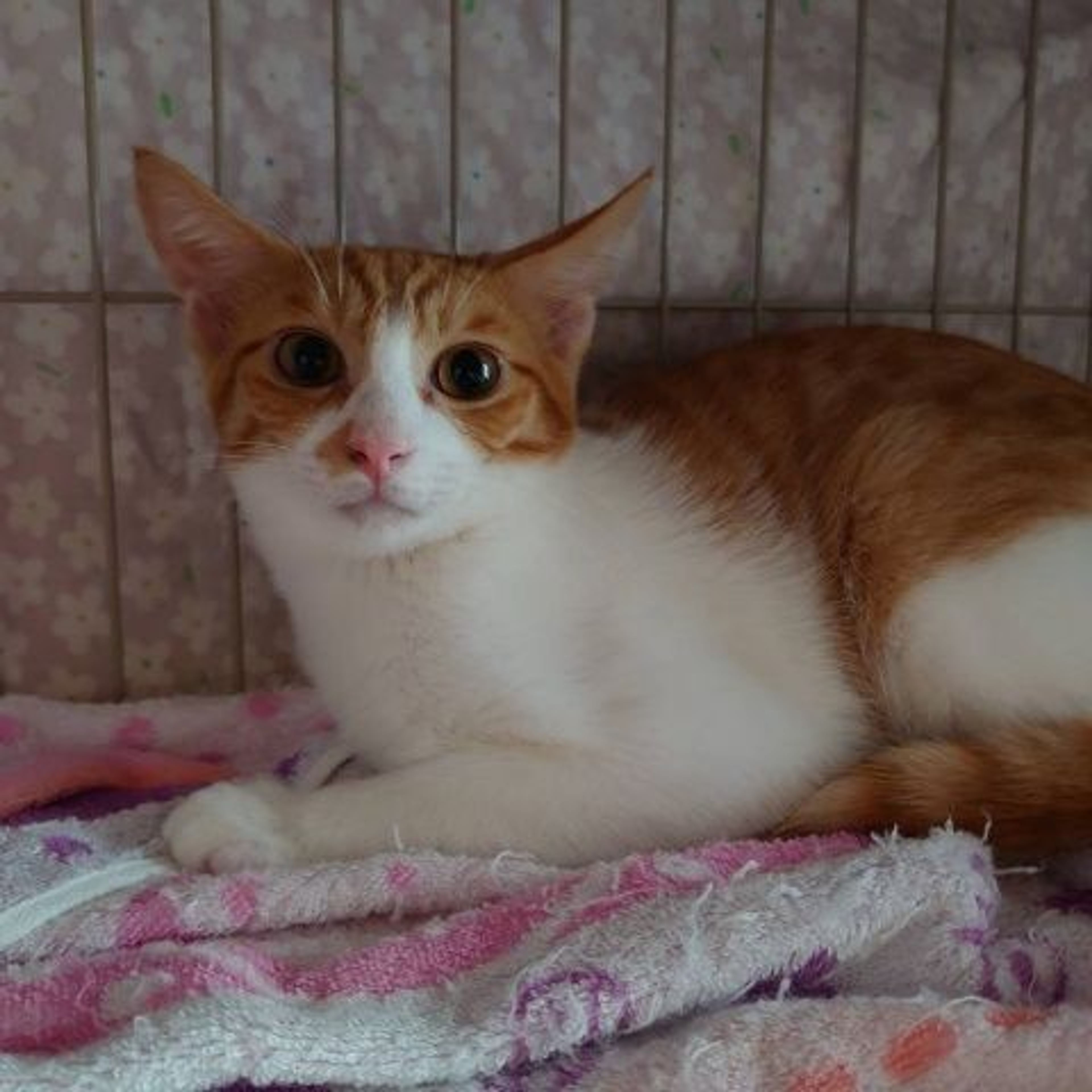pet-image-4