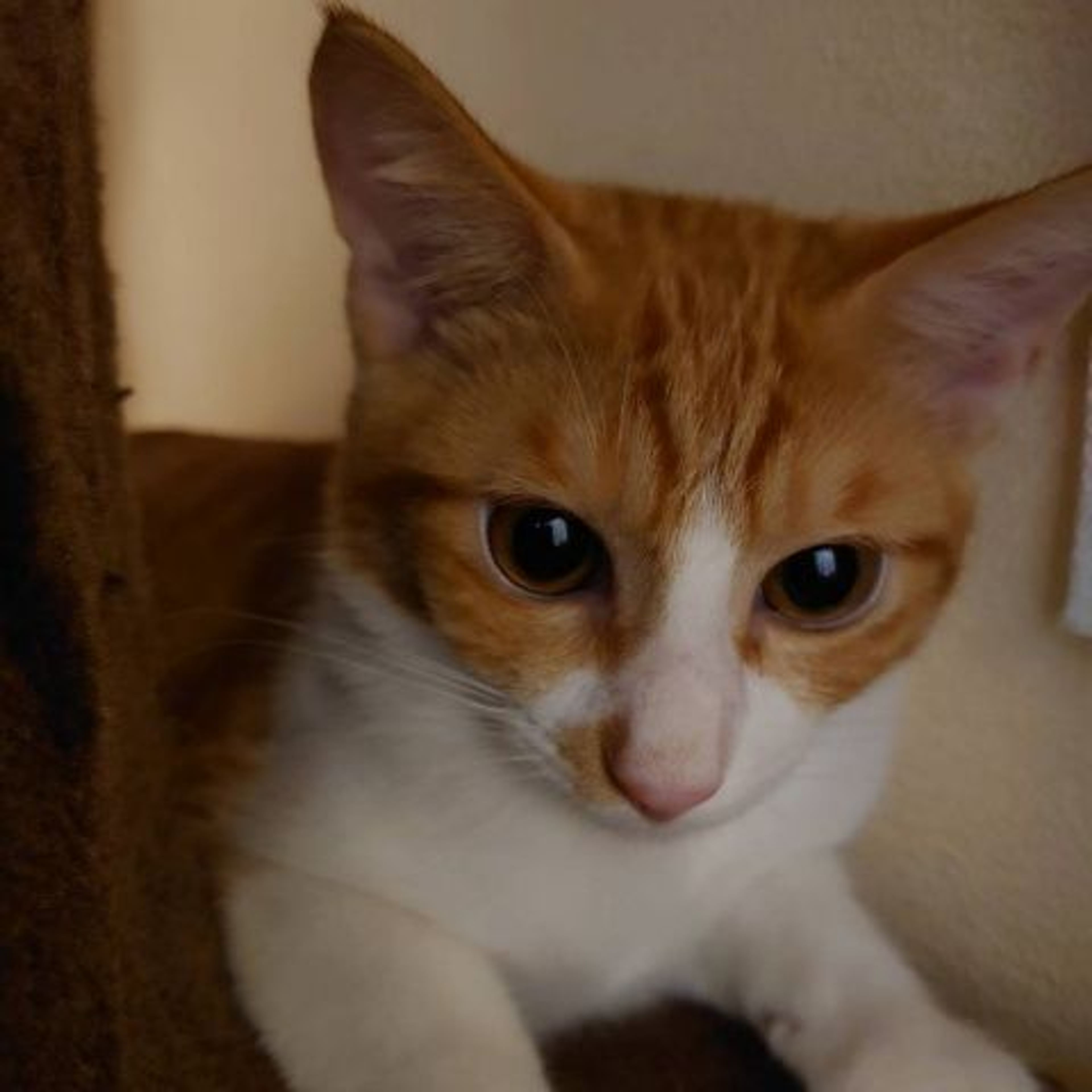 pet-image-5