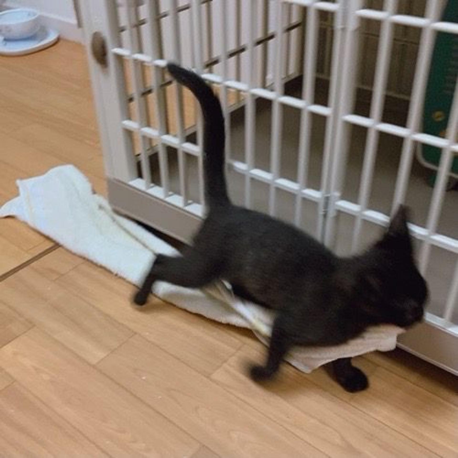 pet-image-6