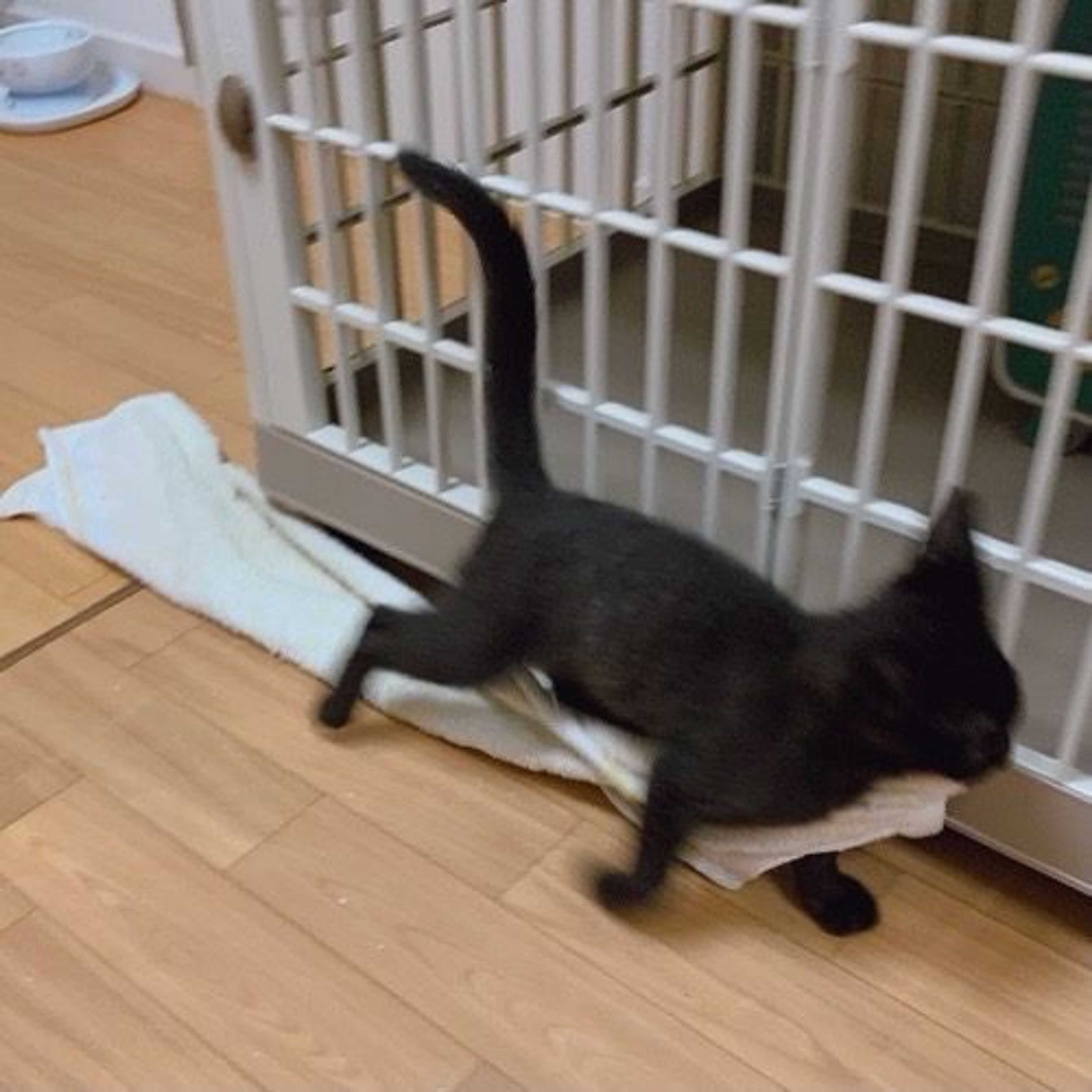 pet-image-6