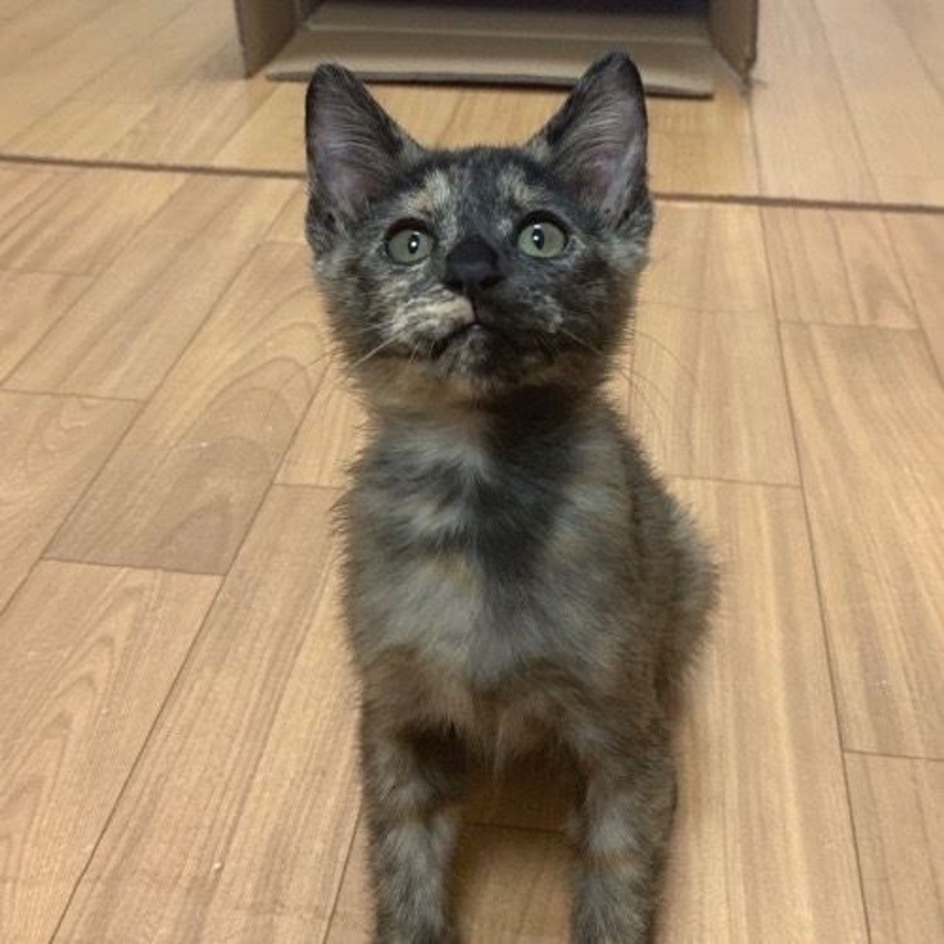 雑種（ミックス猫）・メスの里親募集の写真
