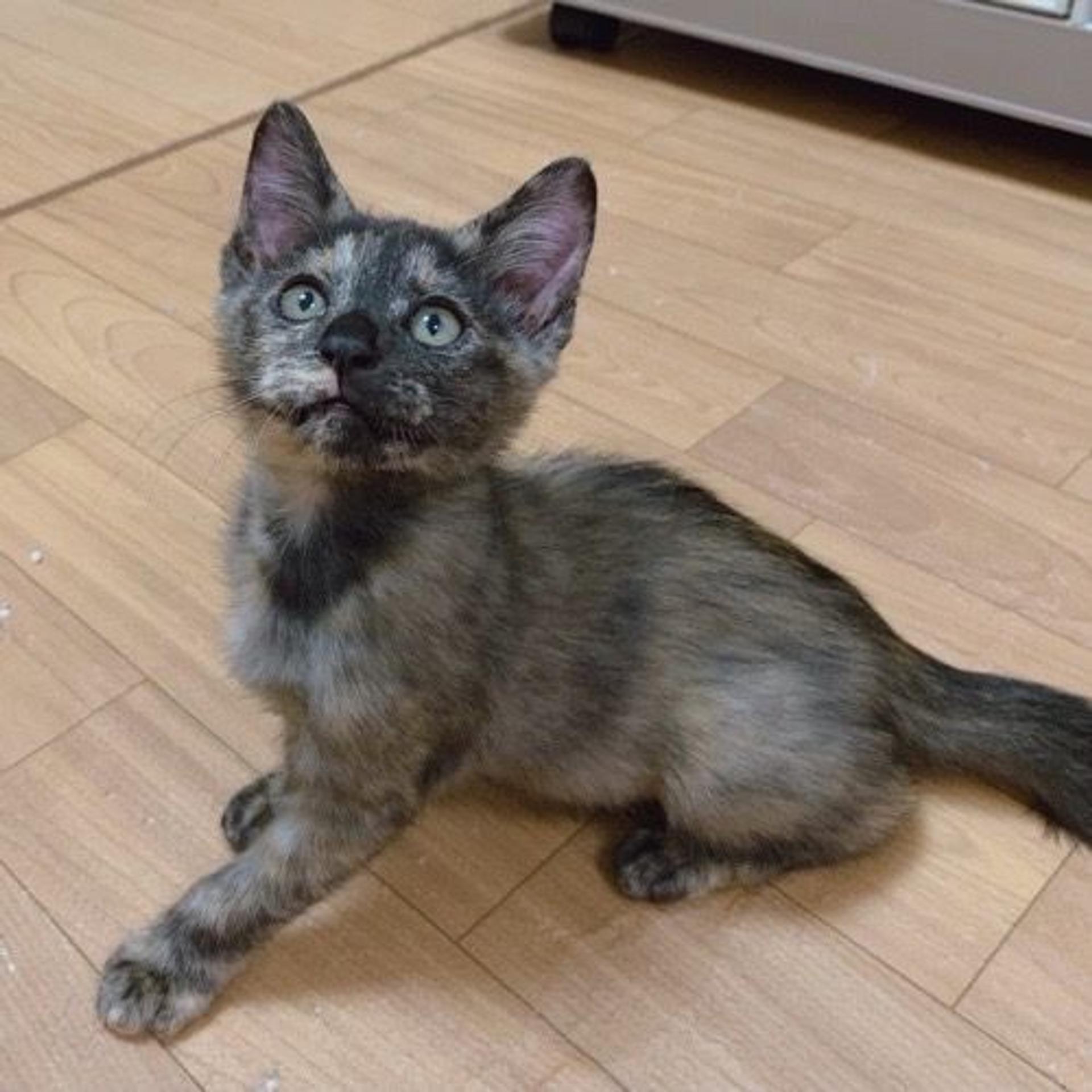 pet-image-2