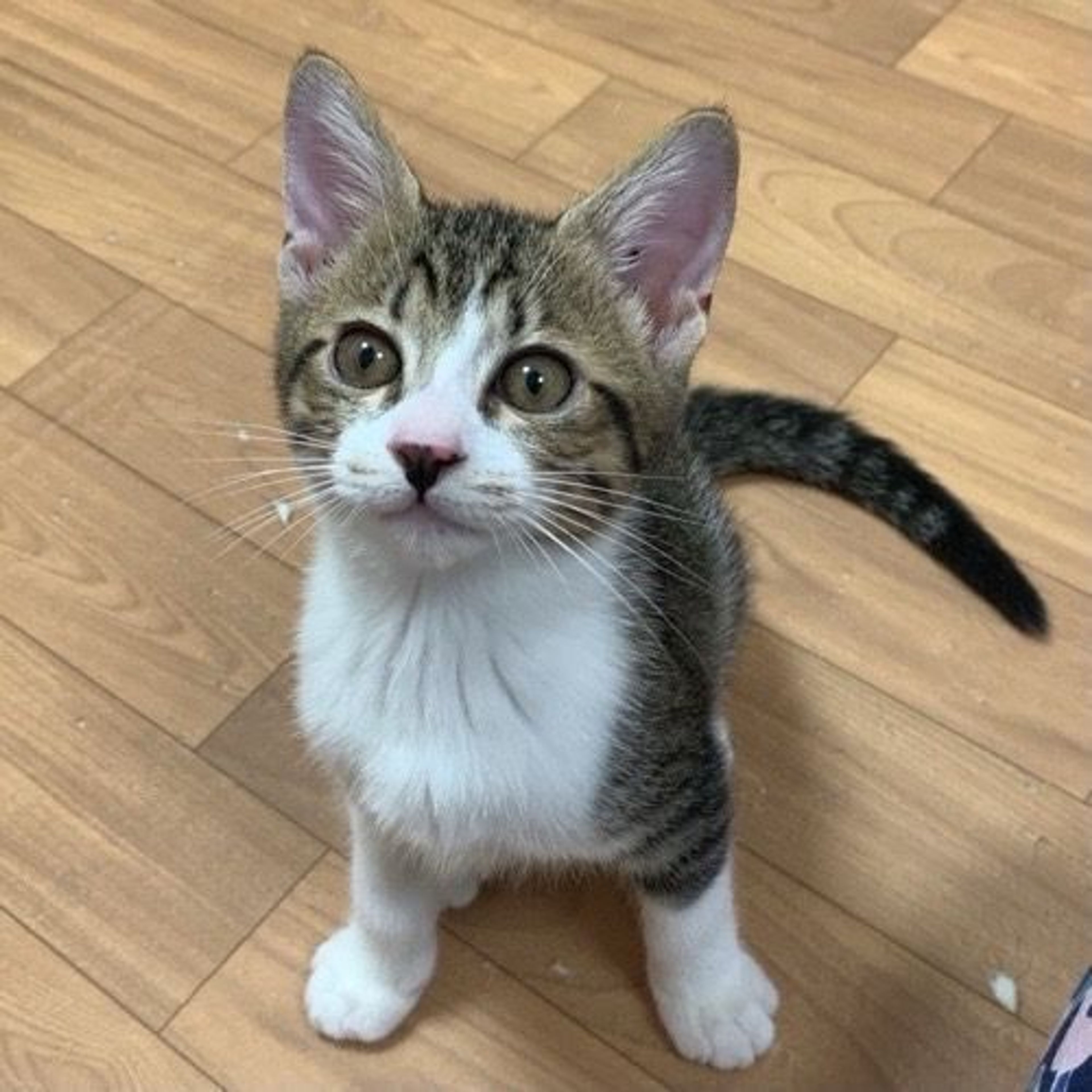 雑種（ミックス猫）・オスの里親募集の写真