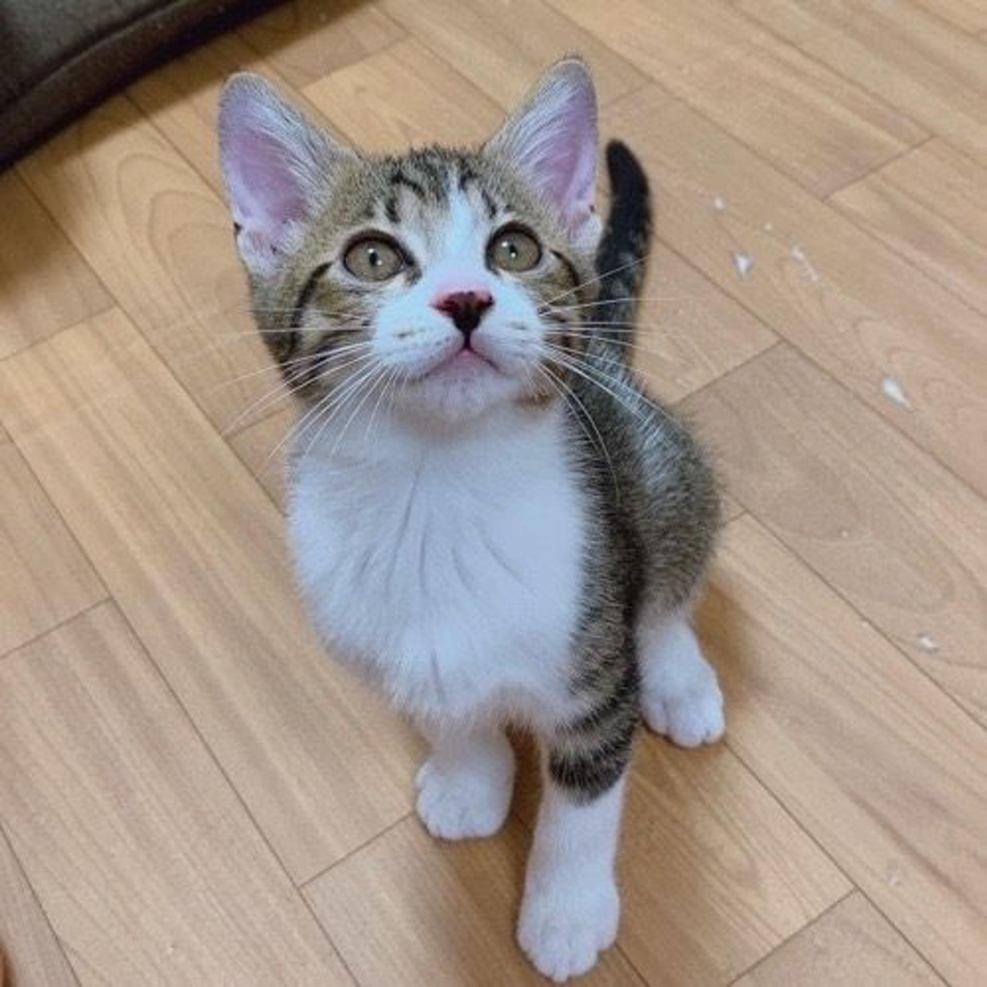 pet-image-3