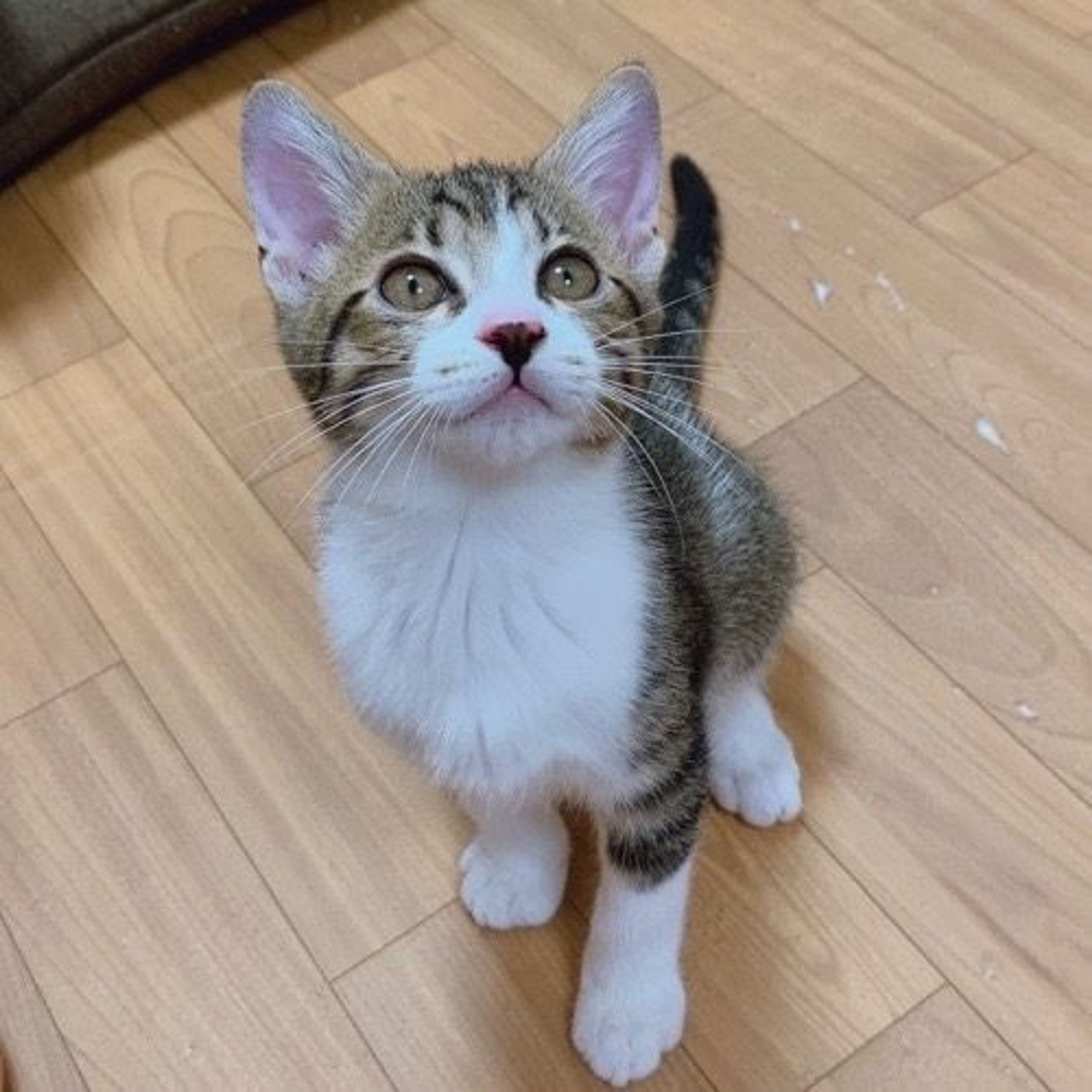 pet-image-3