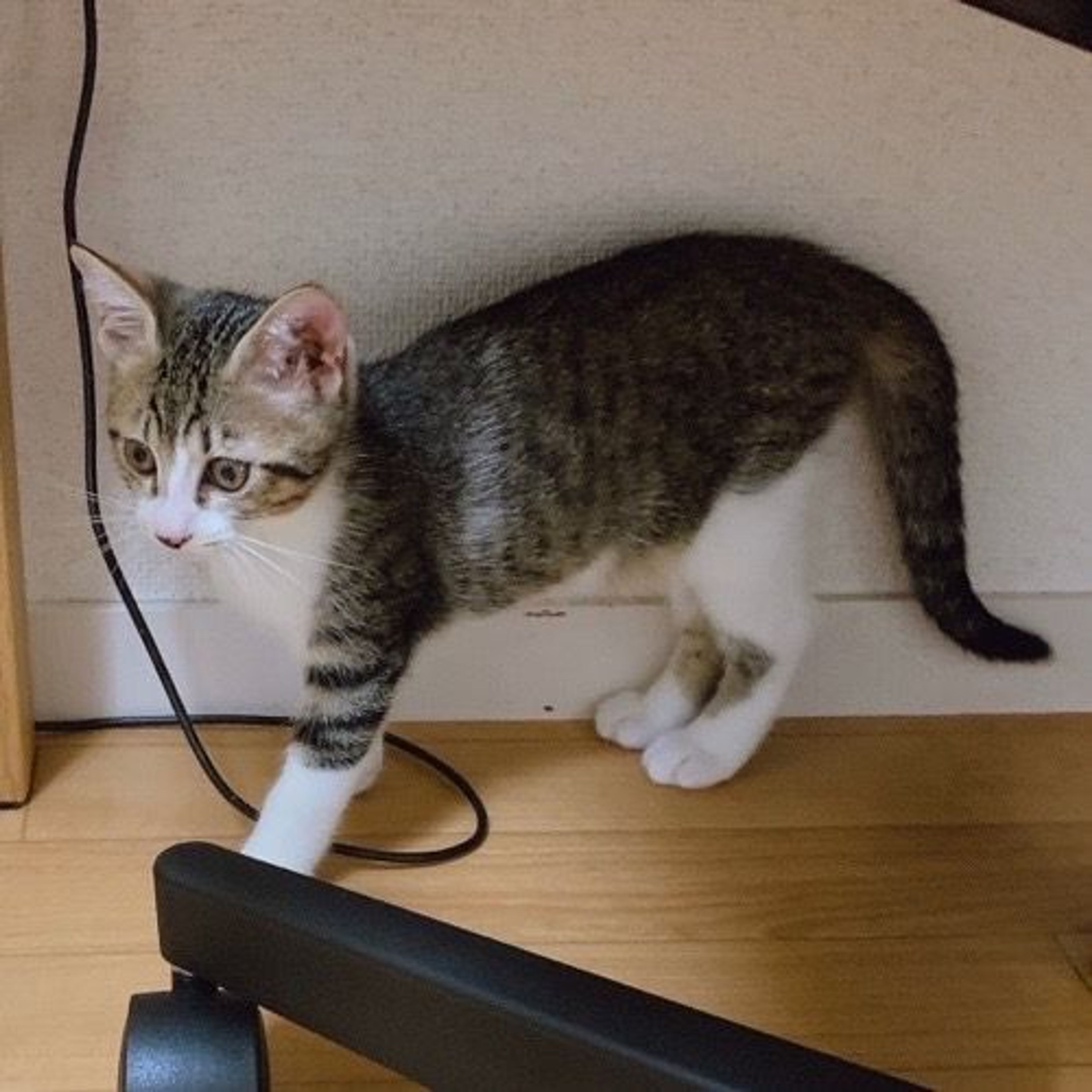 pet-image-5