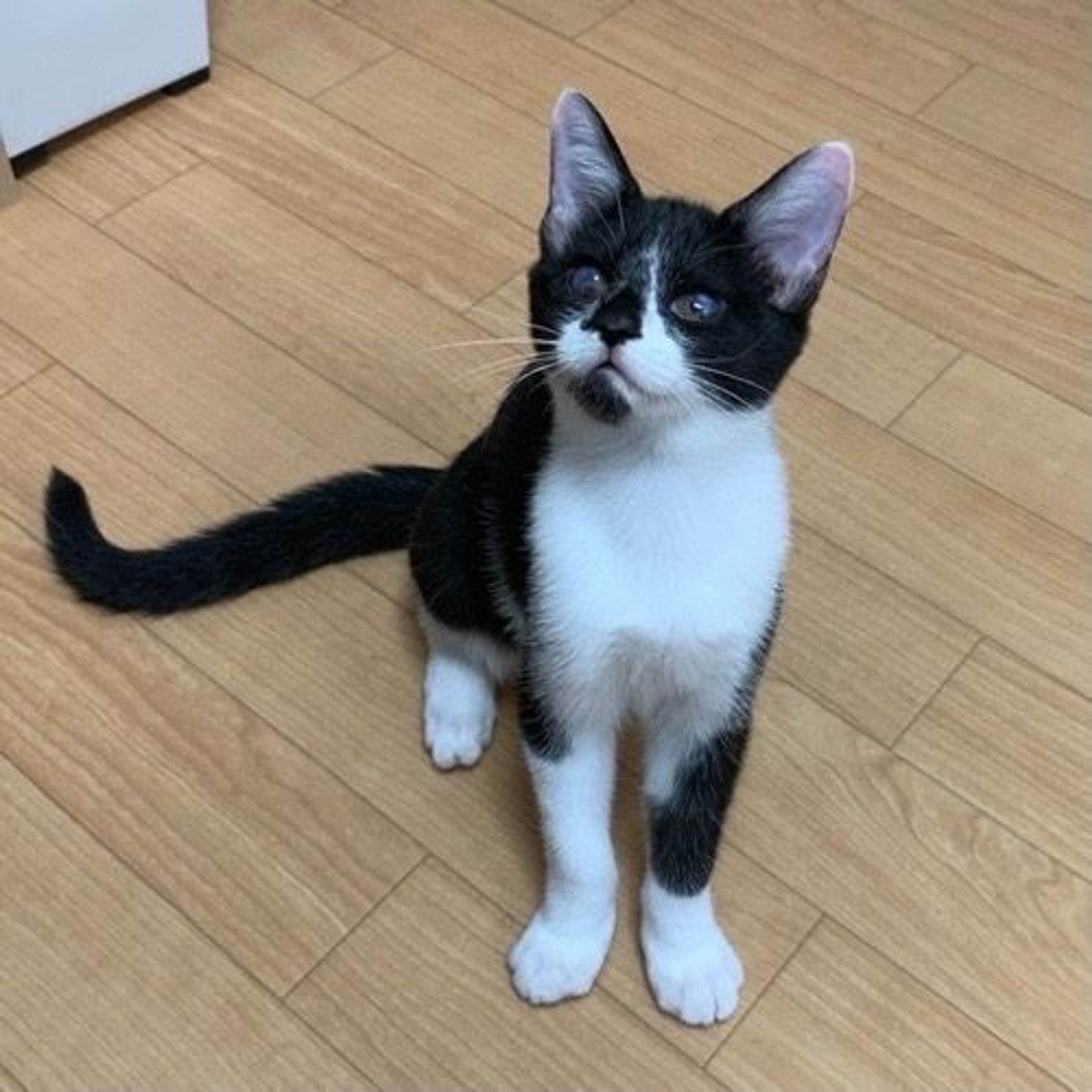 pet-image-3