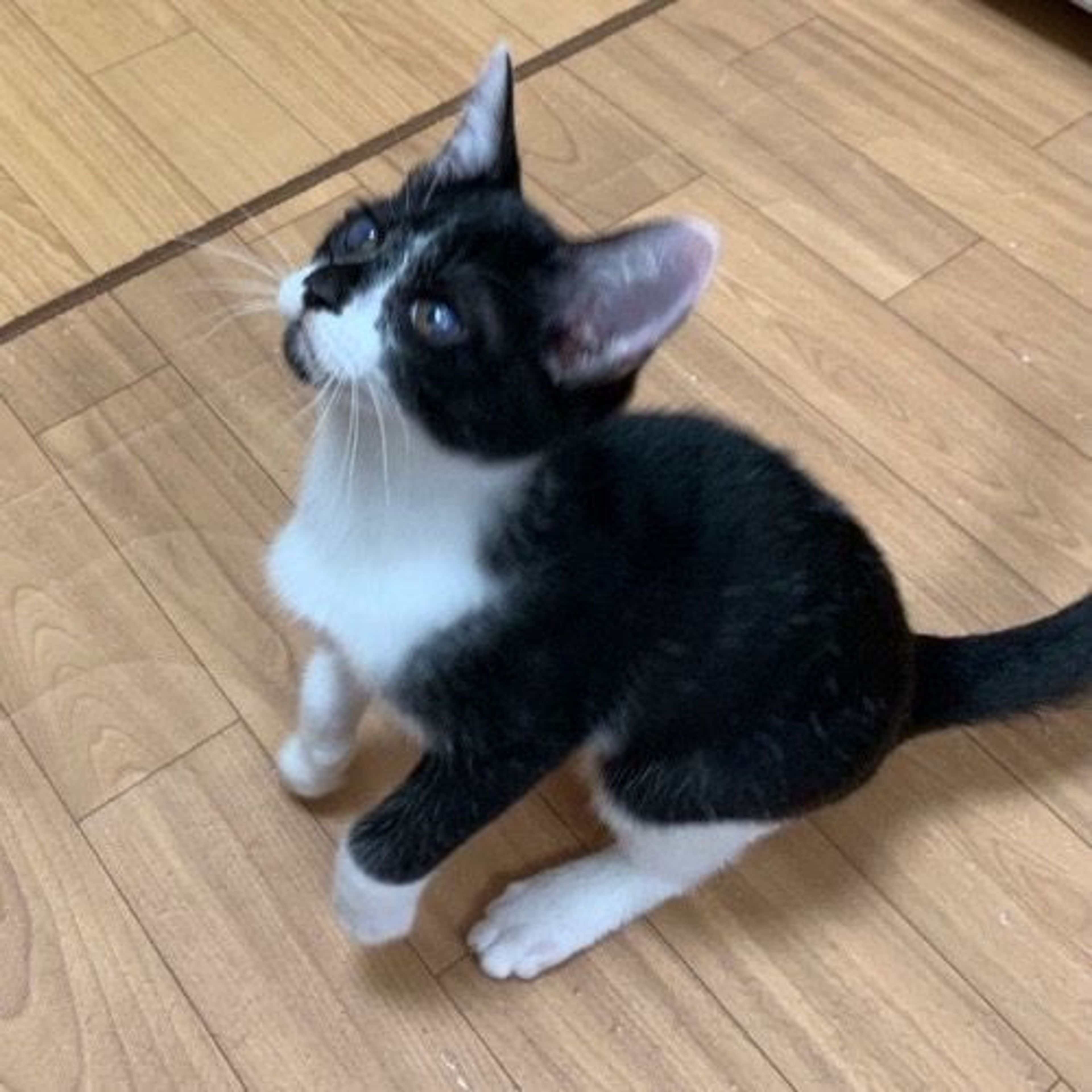 pet-image-5