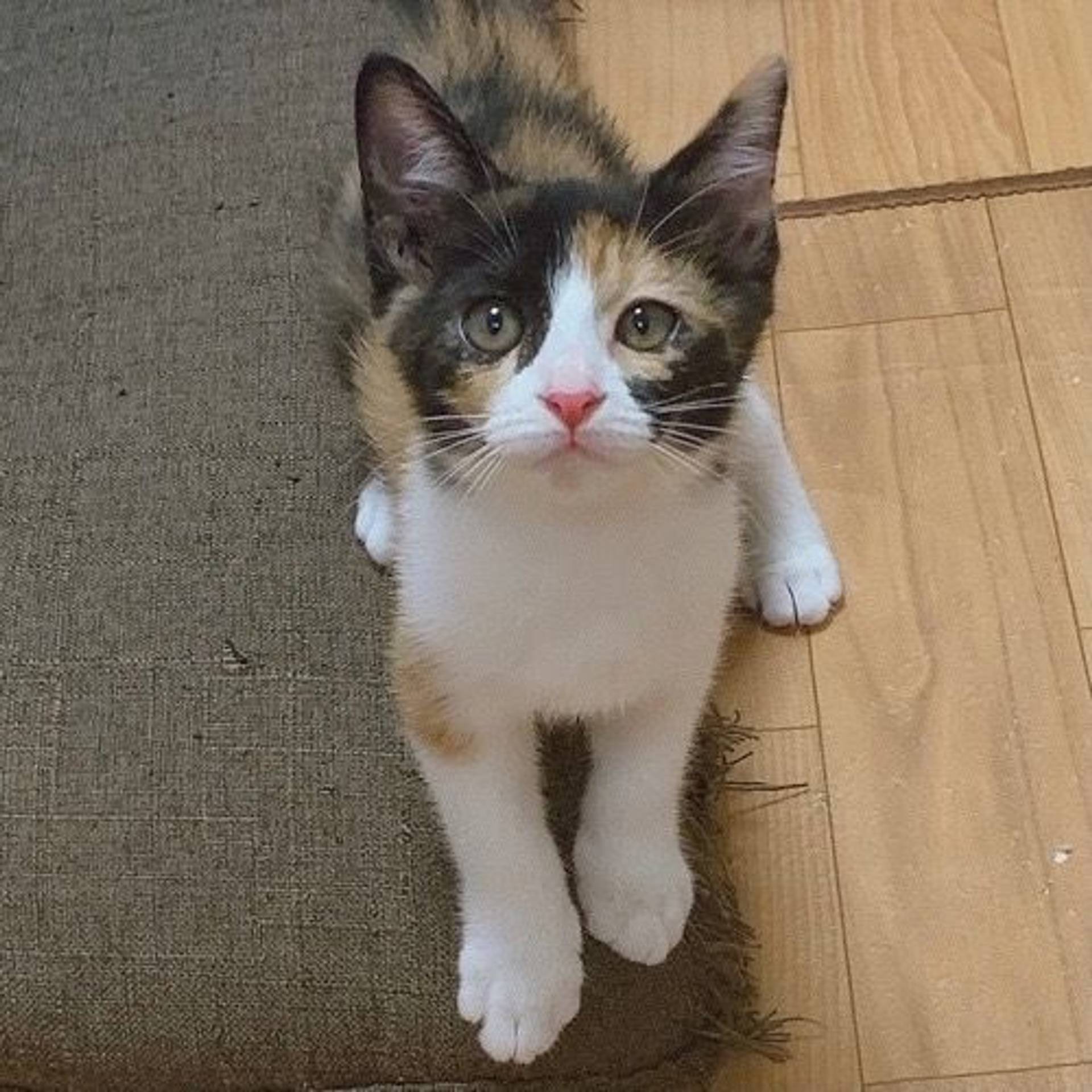 雑種（ミックス猫）・メスの里親募集の写真
